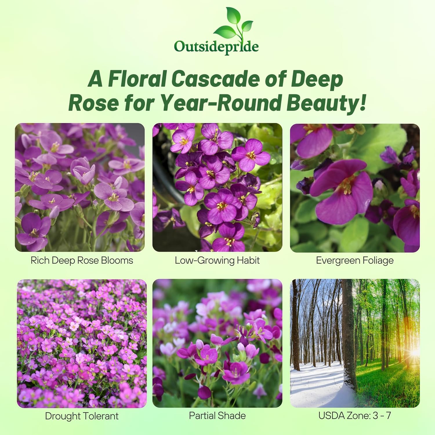 Rock Cress Deep Rose Groundcover Seed