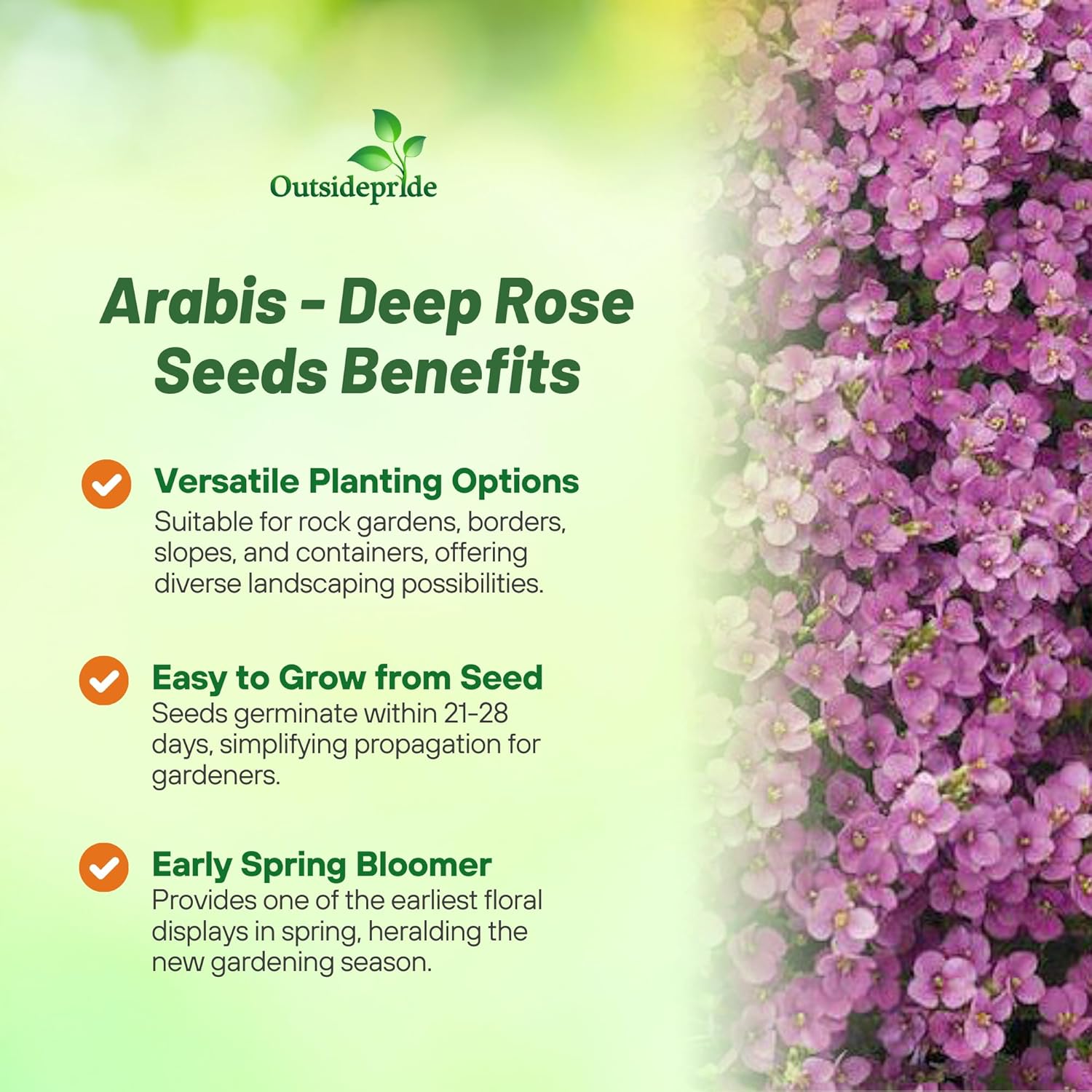 Rock Cress Deep Rose Ground Cover