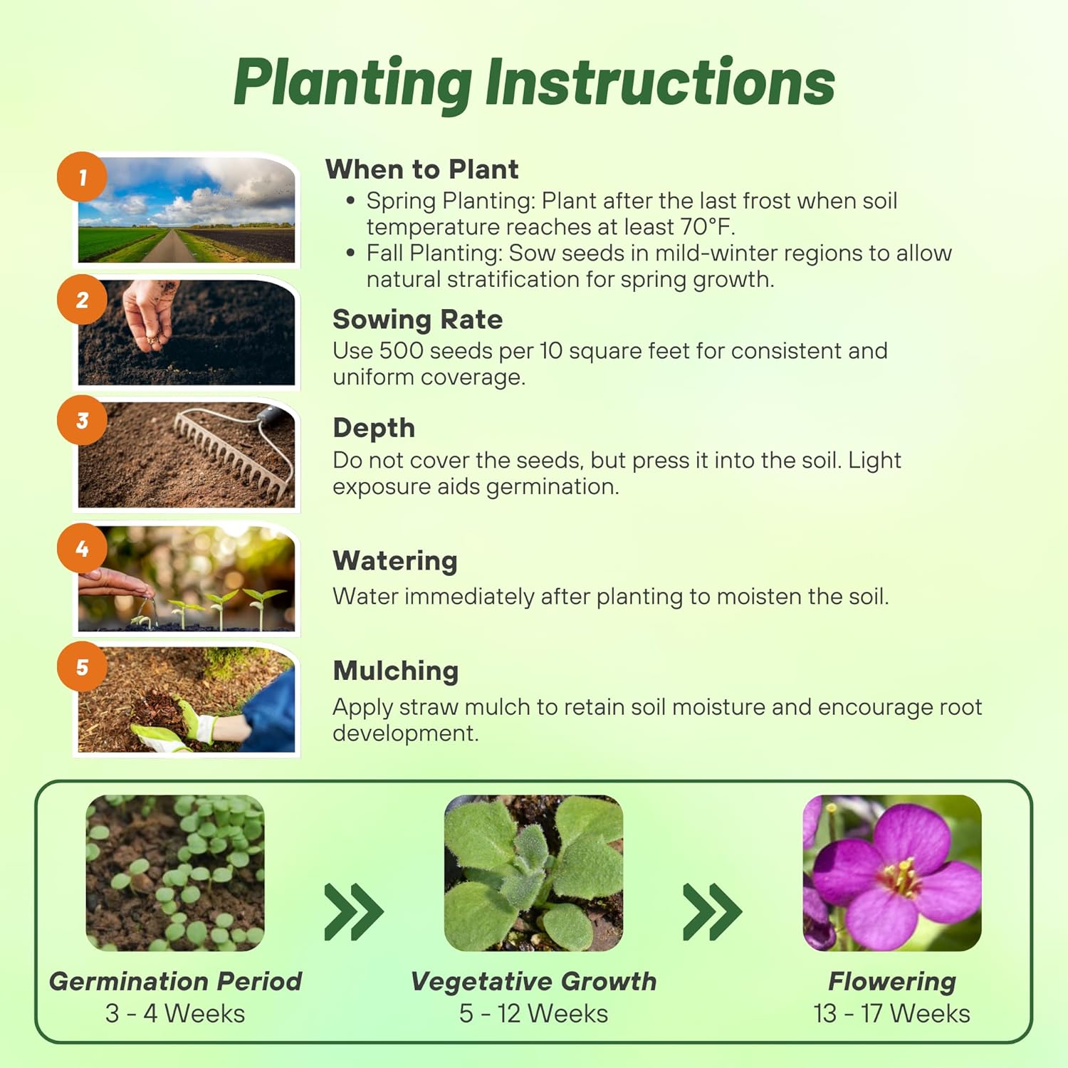 Arabis Deep Rose Planting Directions