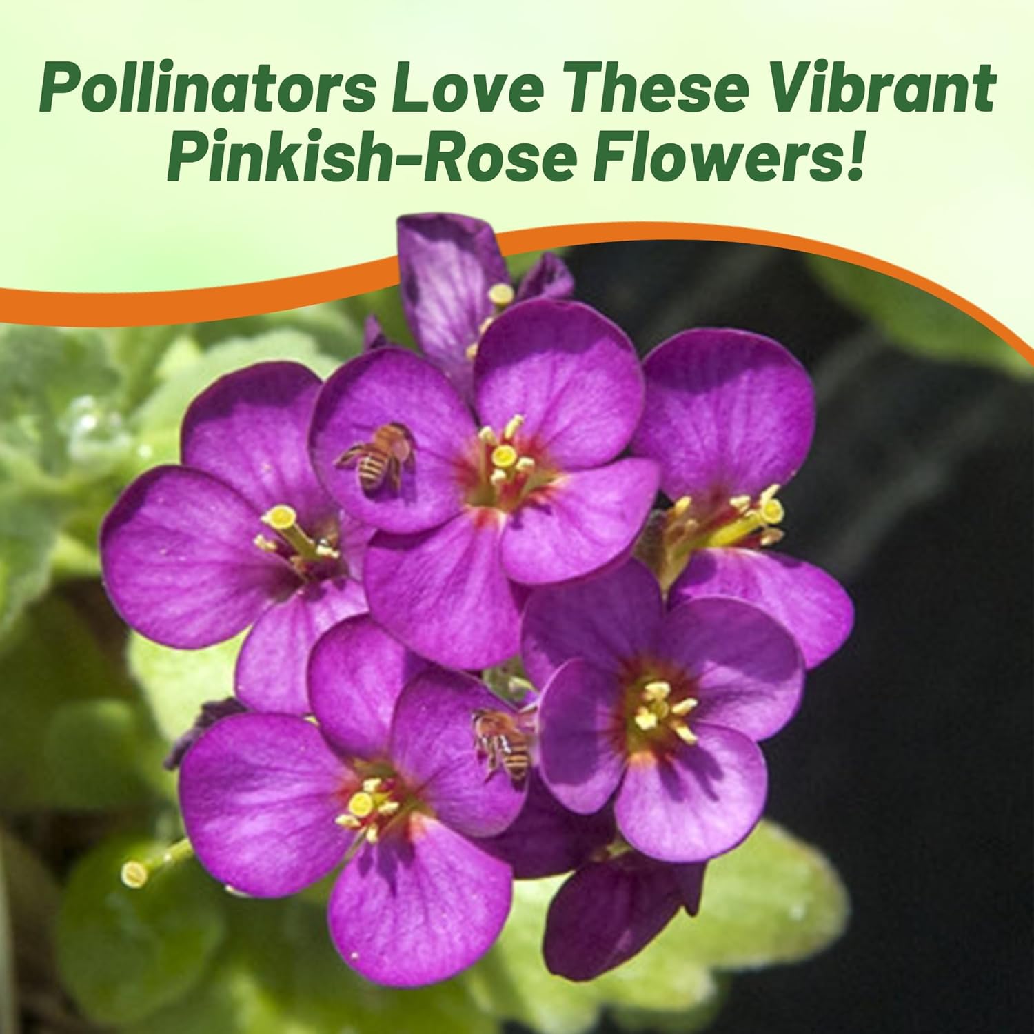 Arabis Deep Rose Pollinator