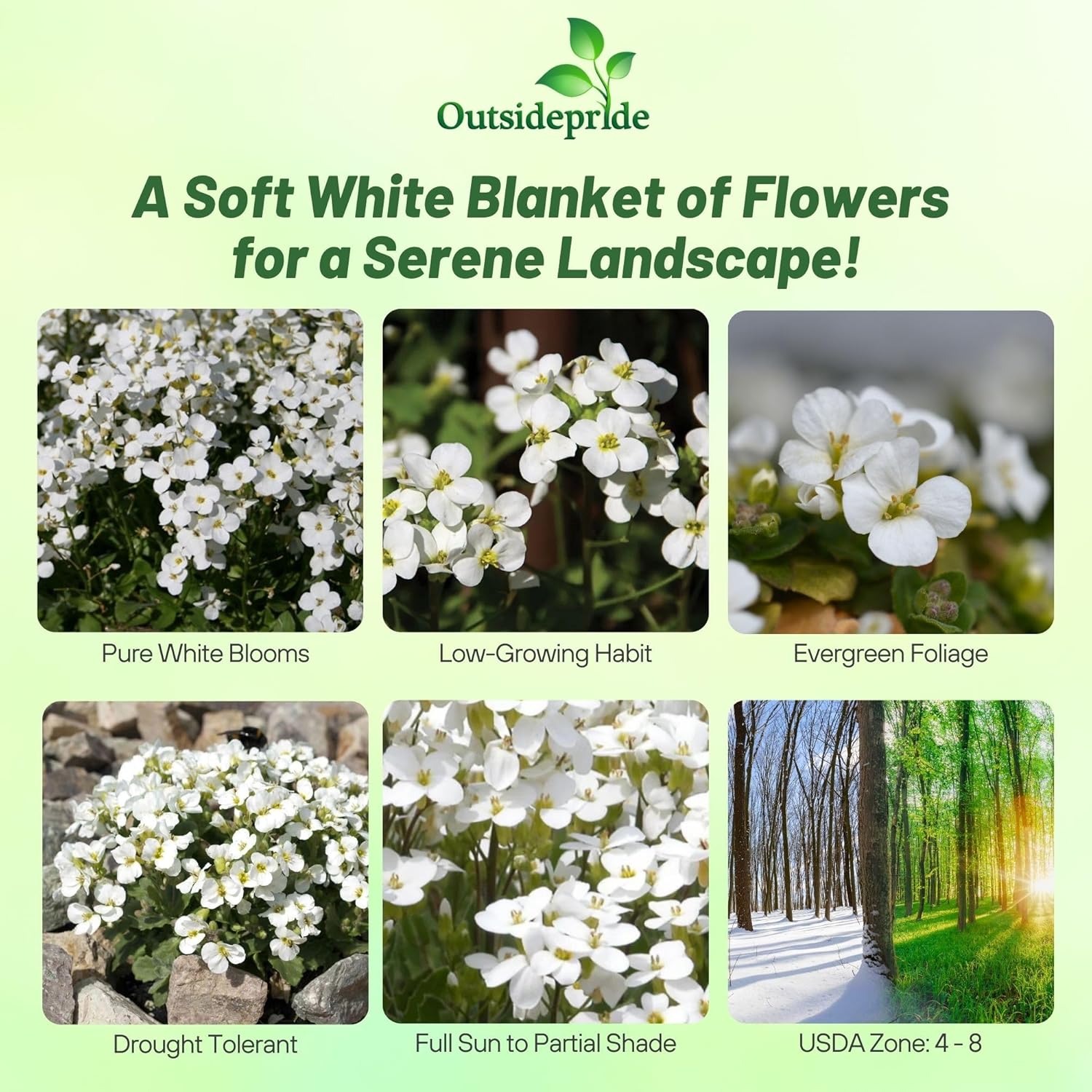 Wall Rock Cress White Ground Cover Seed