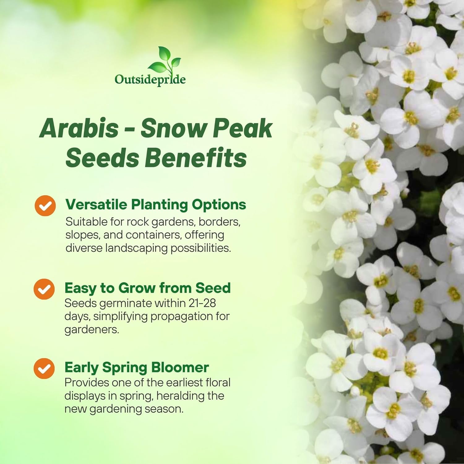 Wall Rock Cress White Snowcap Seed