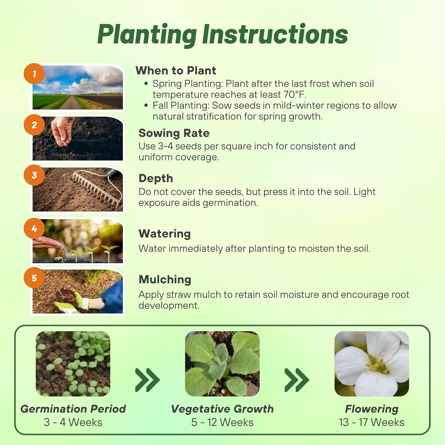Arabis Snowcap Planting Directions