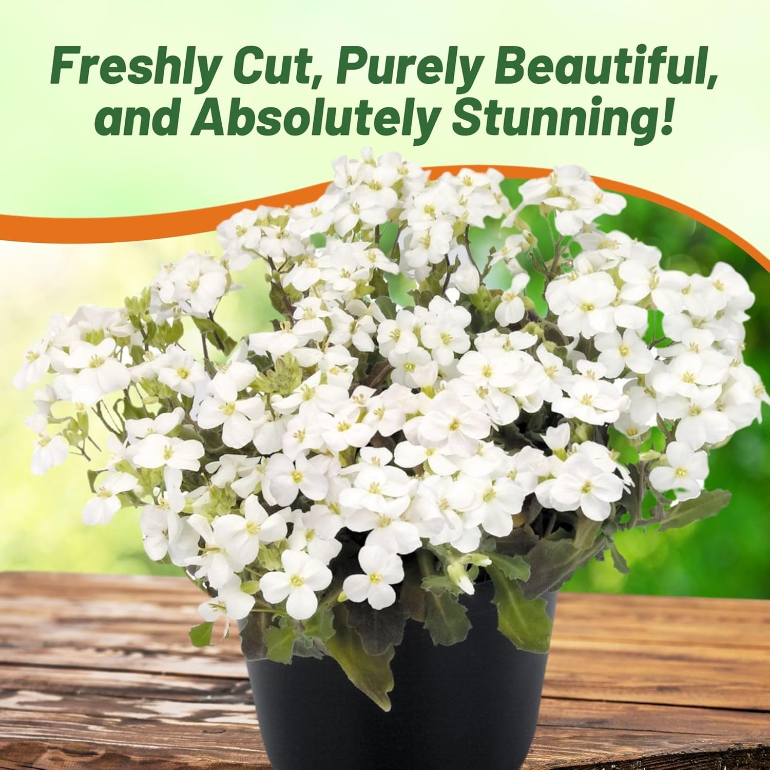 Arabis Snowpeak Ground Cover Seed