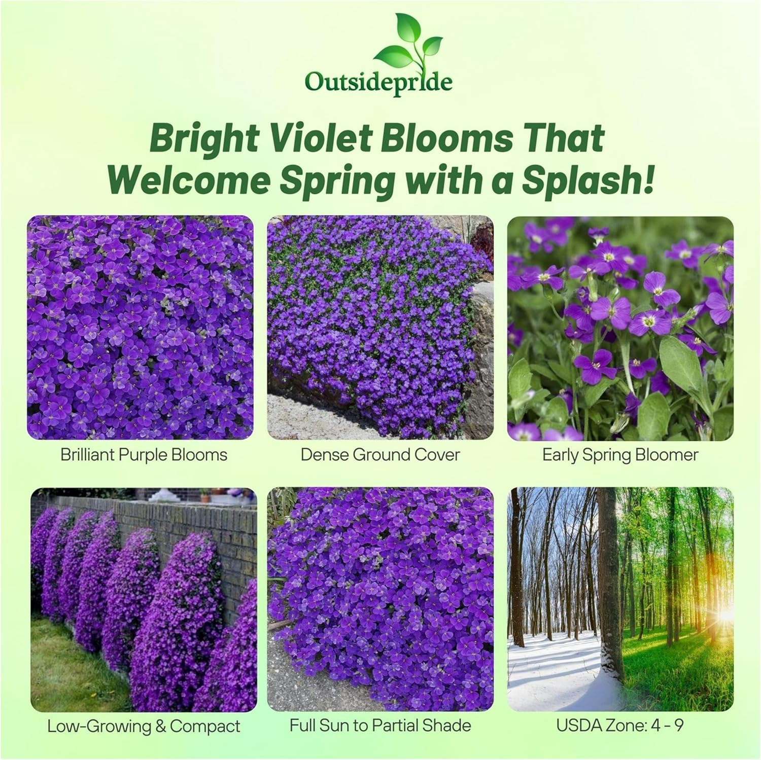 Rock Cress Whitewell Gem Flower Seeds