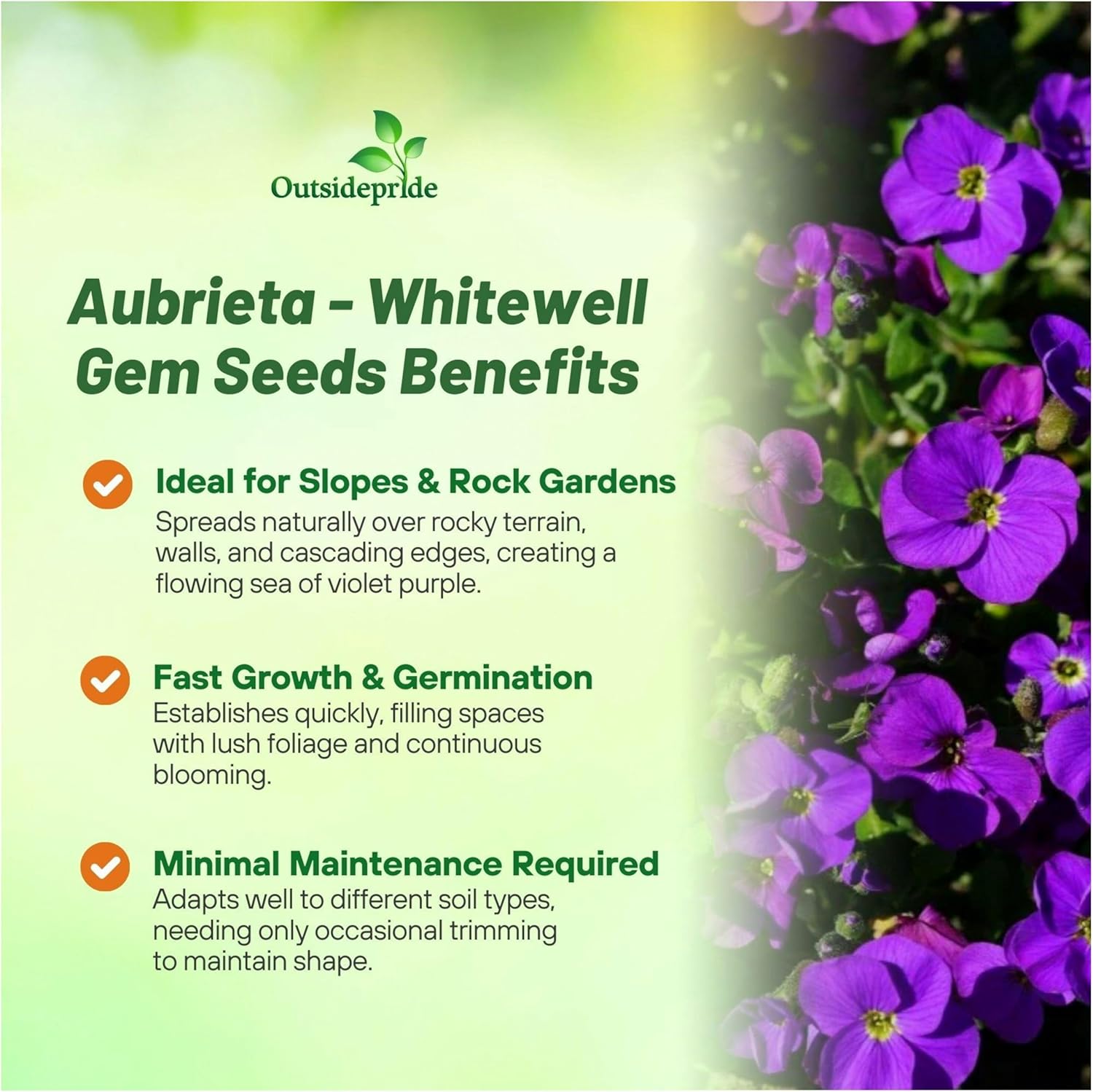 Rock Cress Whitewell Gem Ground Cover Seed