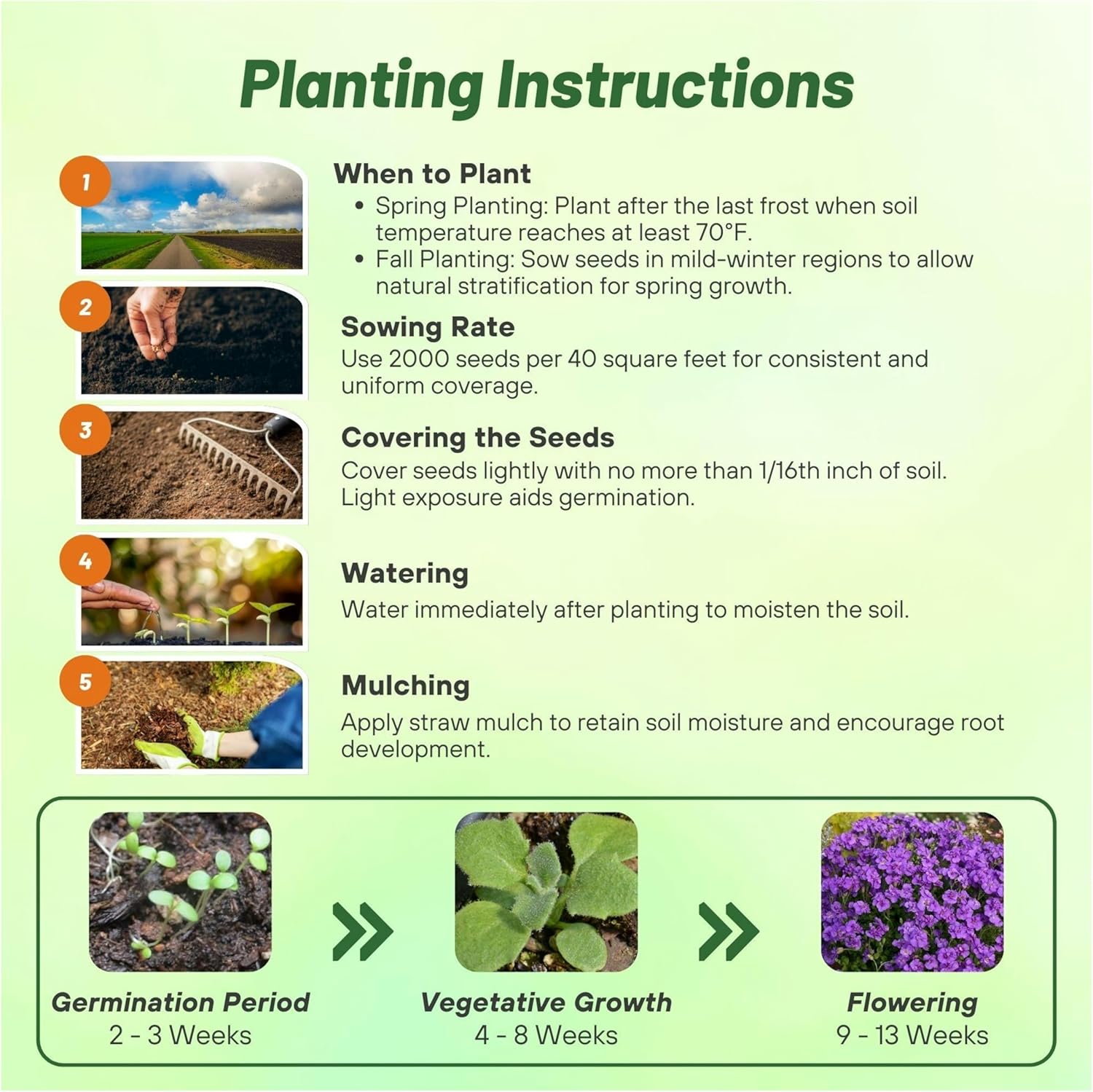 Aubrieta Whitewell Gem Planting Directions