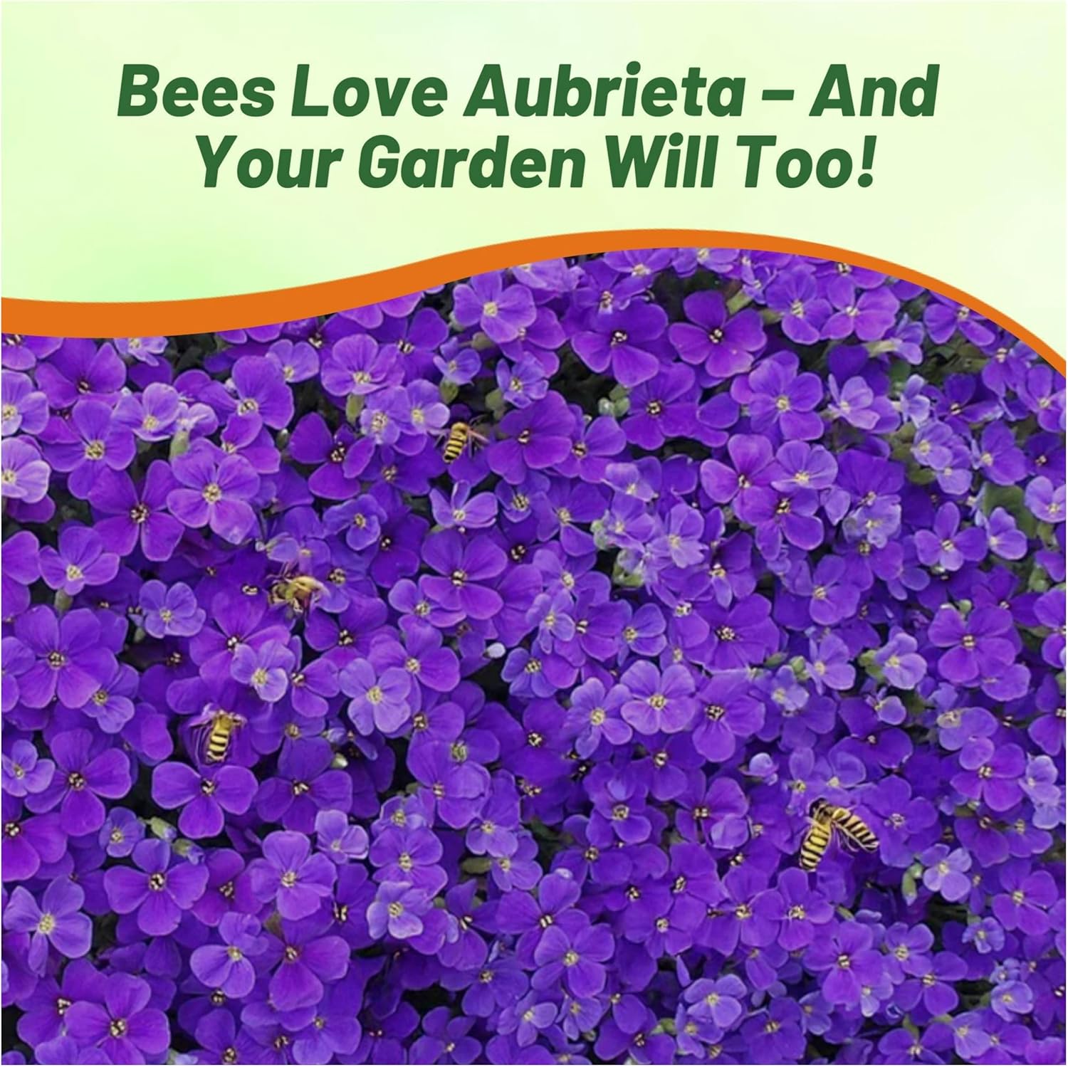 Aubrieta Whitewell Gem Groundcover Seed