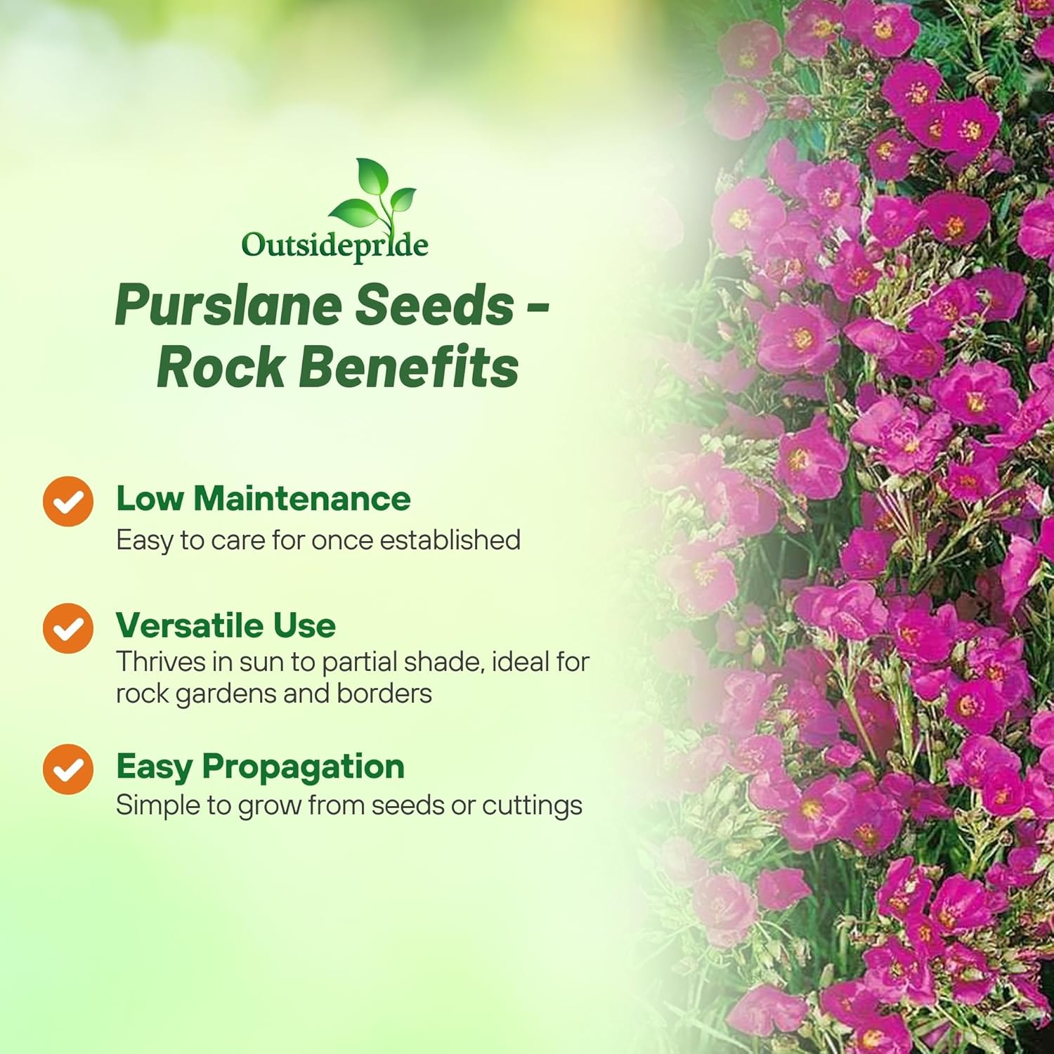 Rock Purslane Calandrinia Umbelleta