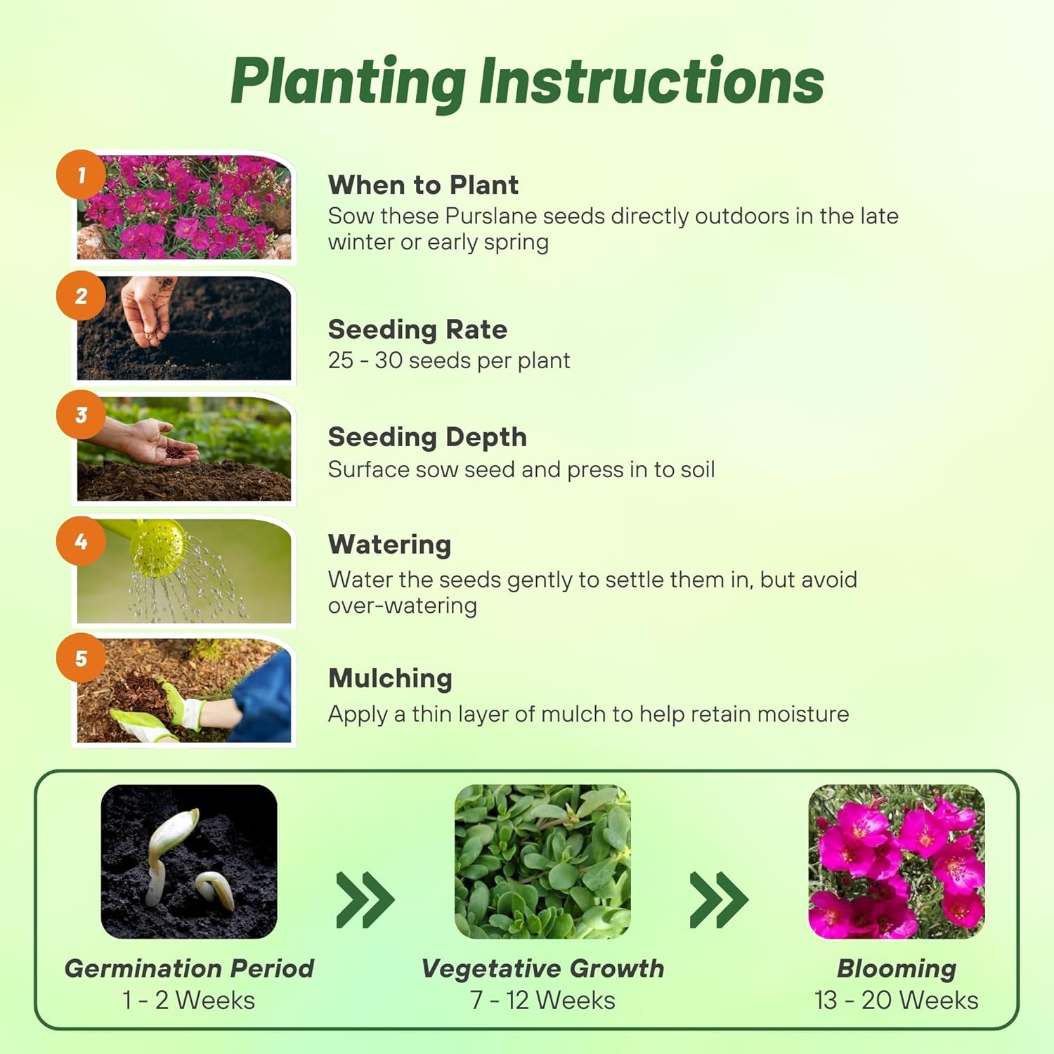 Rock Purslane Planting Directions