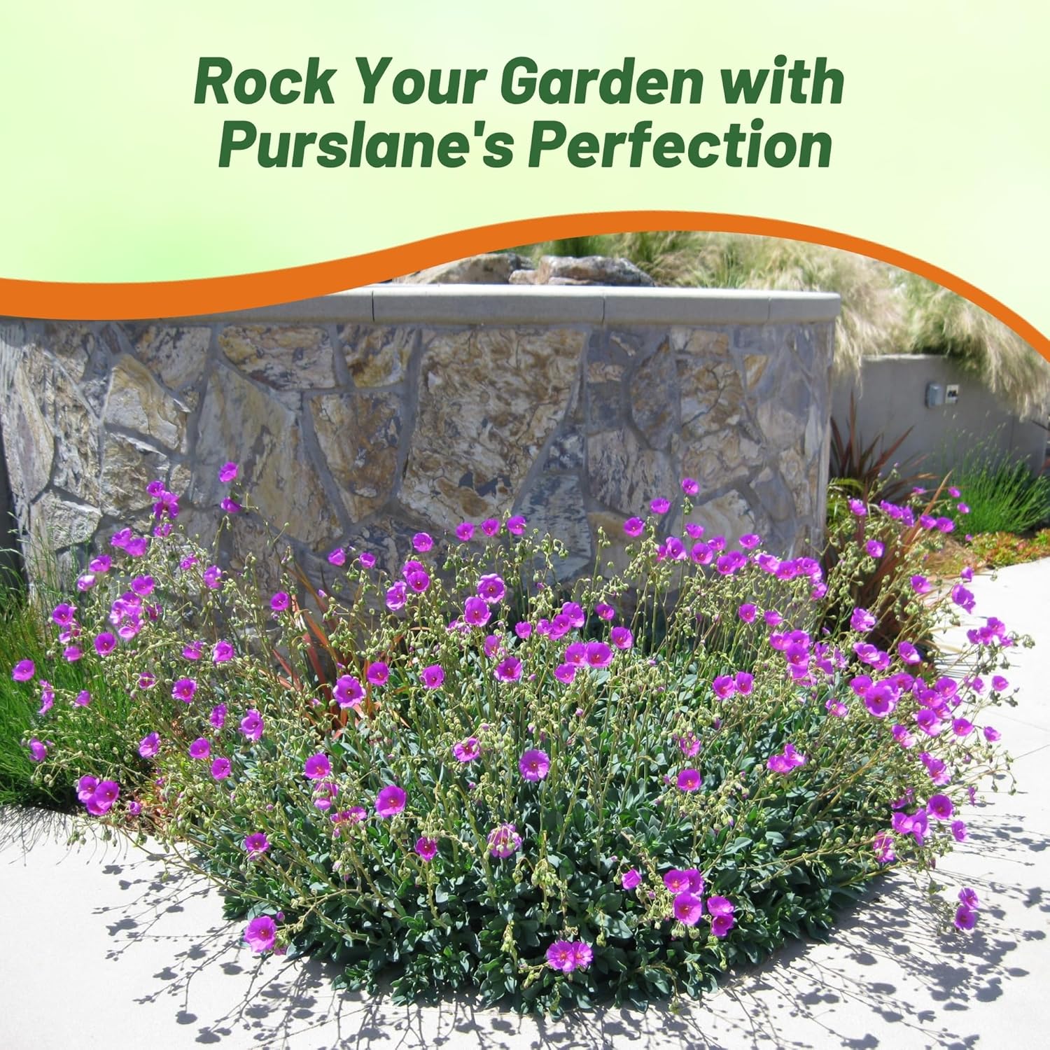 Rock Purslane Garden