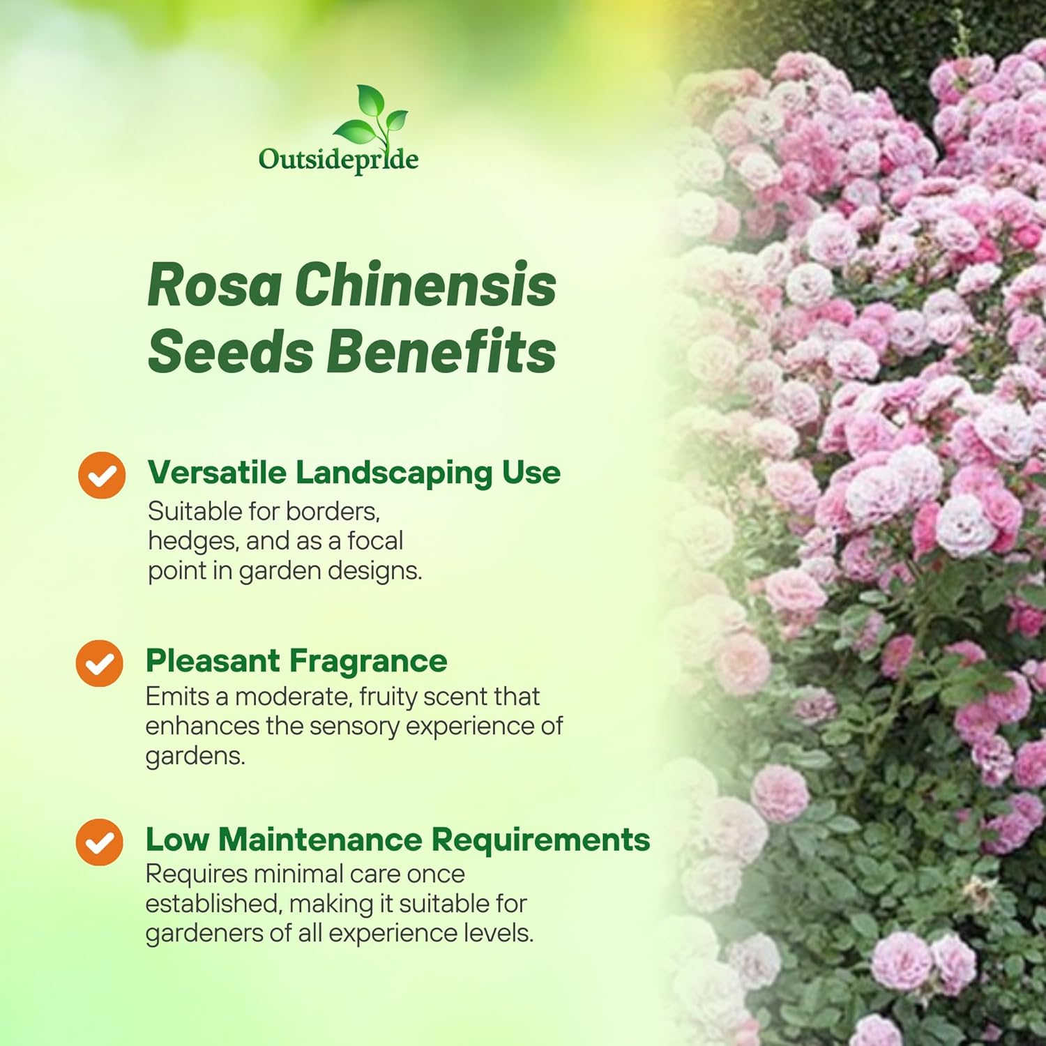 China Rose Flower Garden
