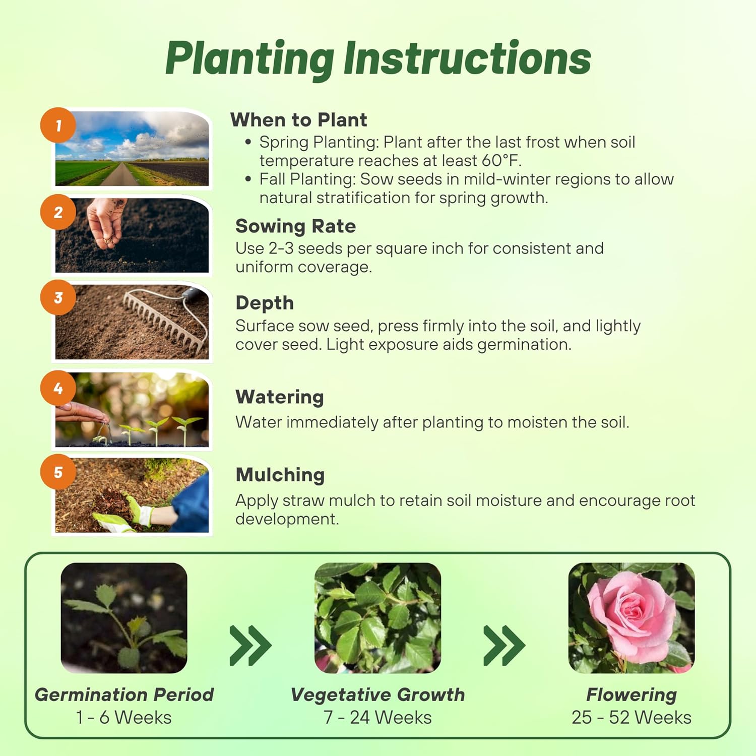 China Rose Flower Seed Planting Directions