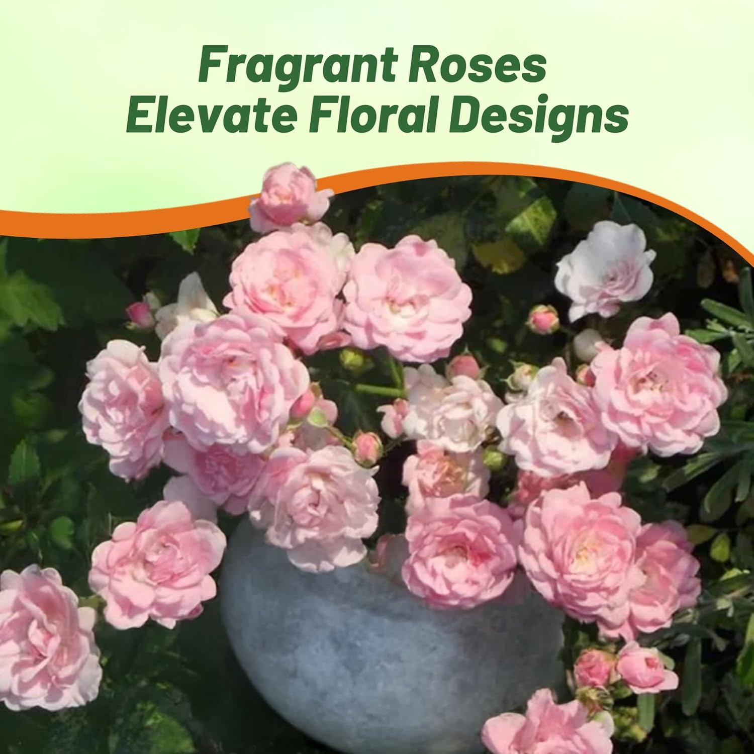China Rose Flower Container Plant