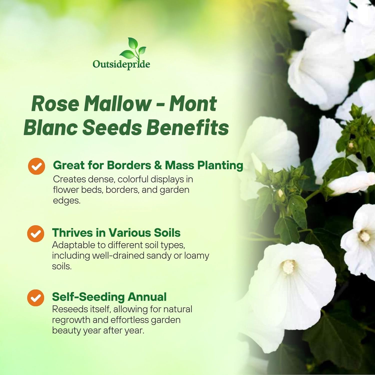 Rose Mallow White Flower Garden