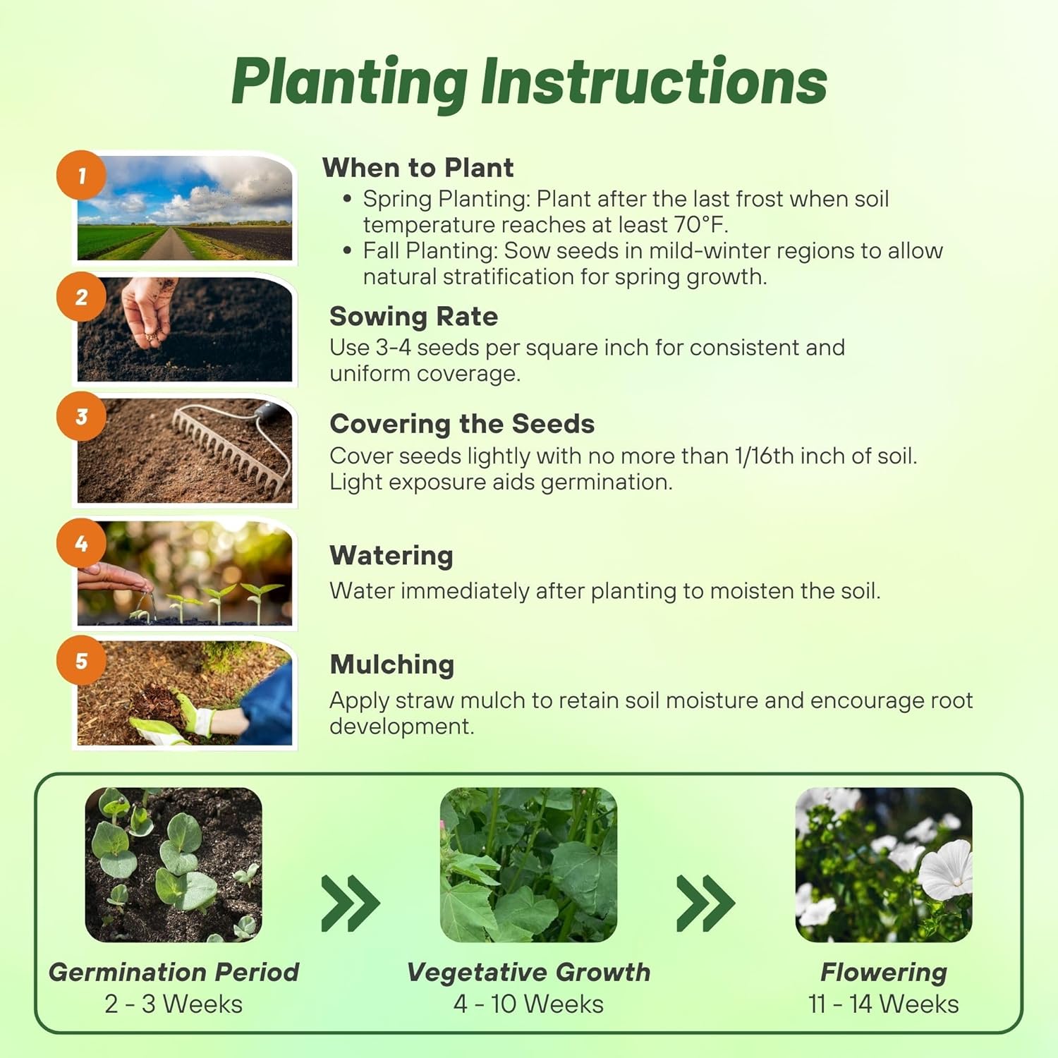 Rose Mallow White Flower Planting Directions