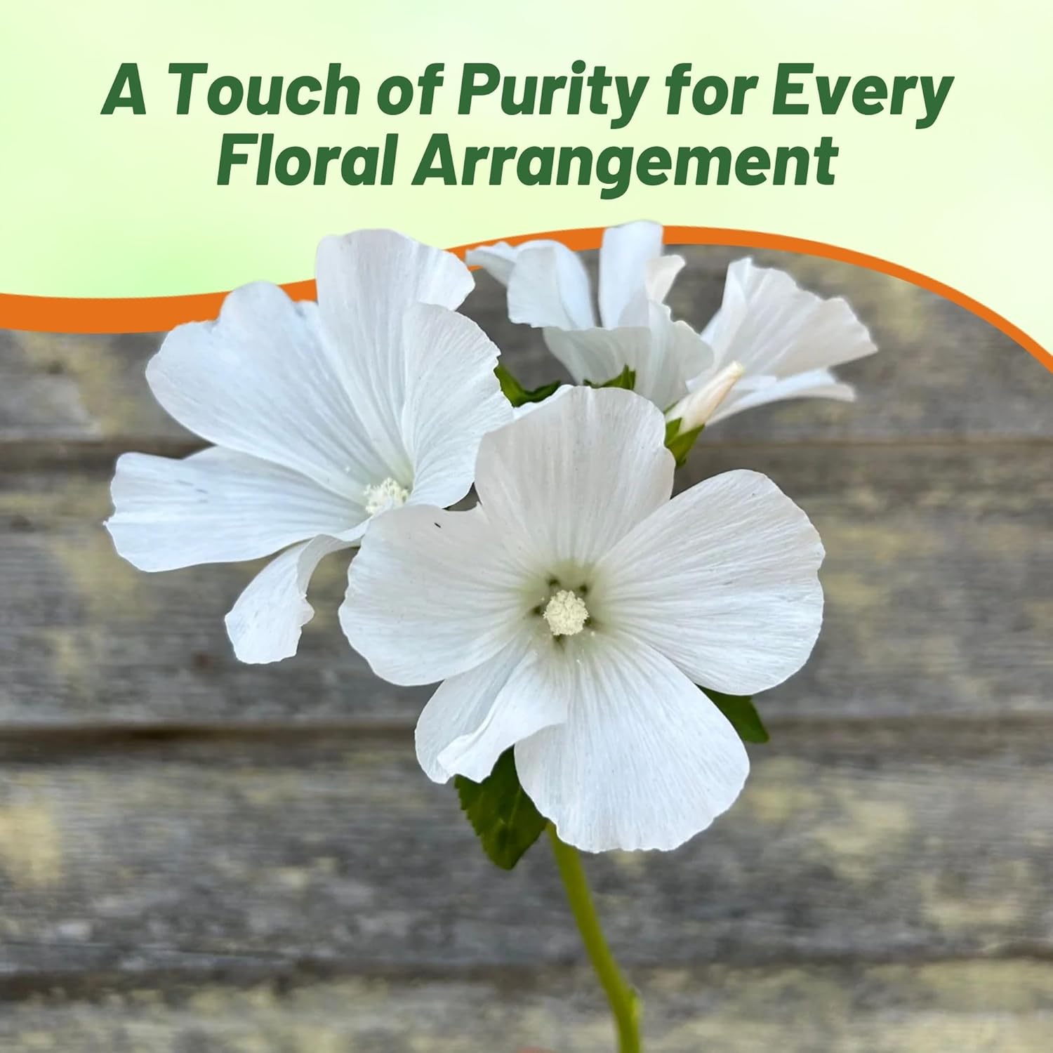 Annual Rose Mallow White Container Plant