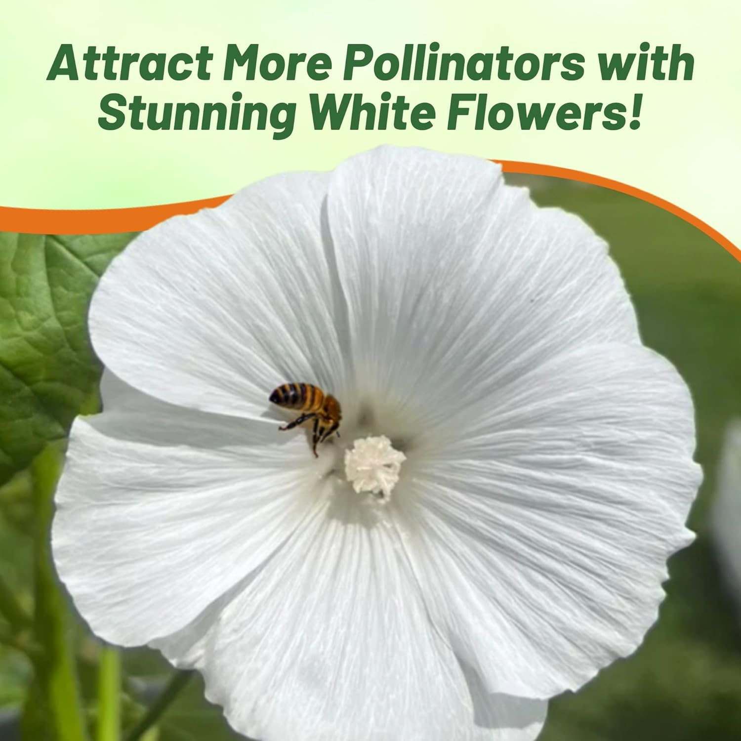 Rose Mallow White Pollinating Flowers