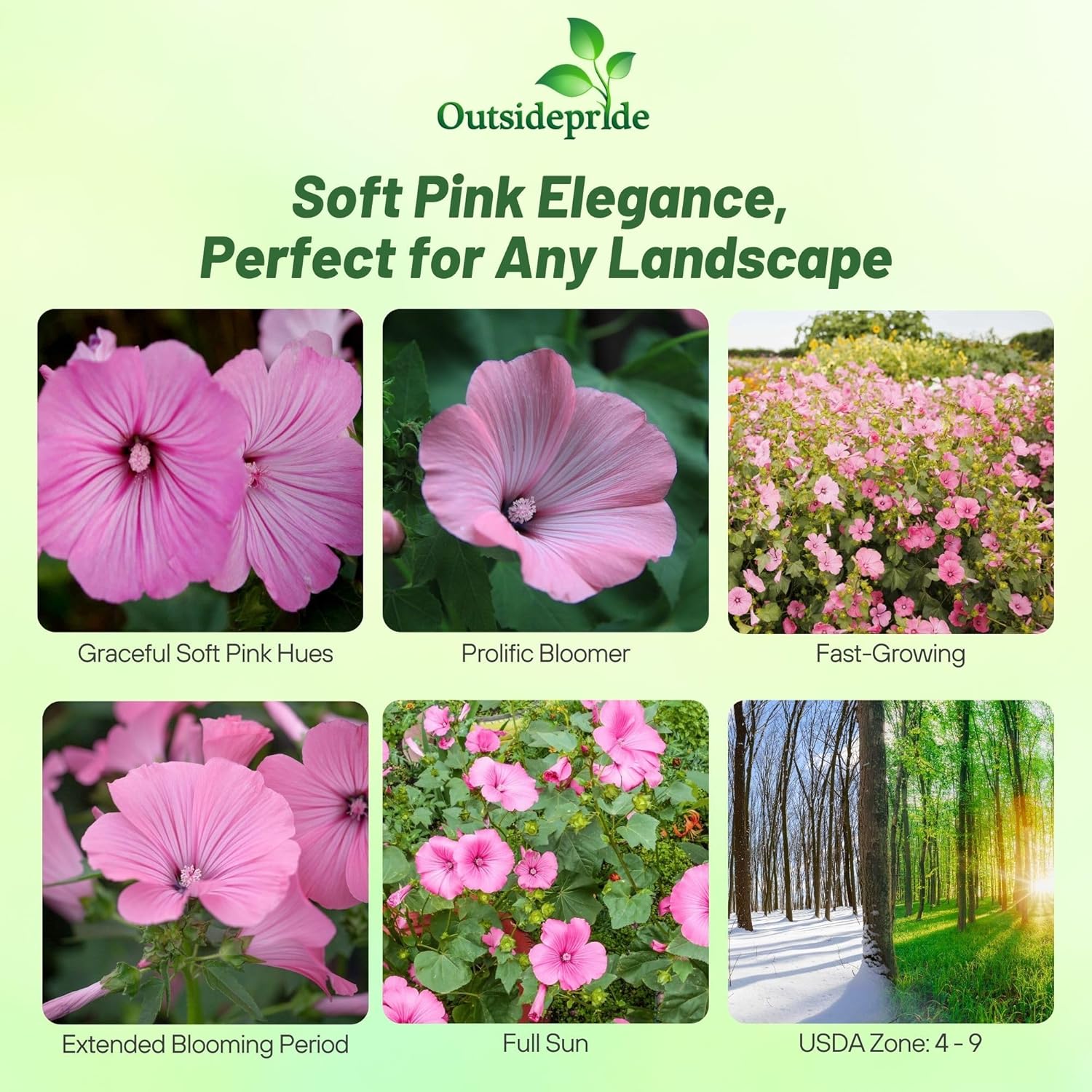 Rose Mallow Loveliness Flower Planting Directions