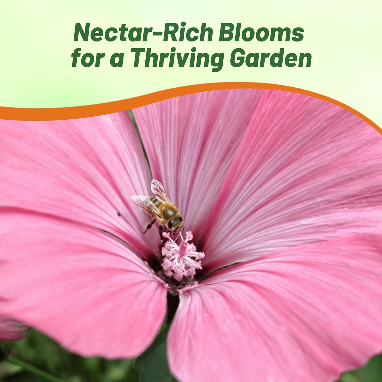 Rose Mallow Loveliness Pollinating Flowers
