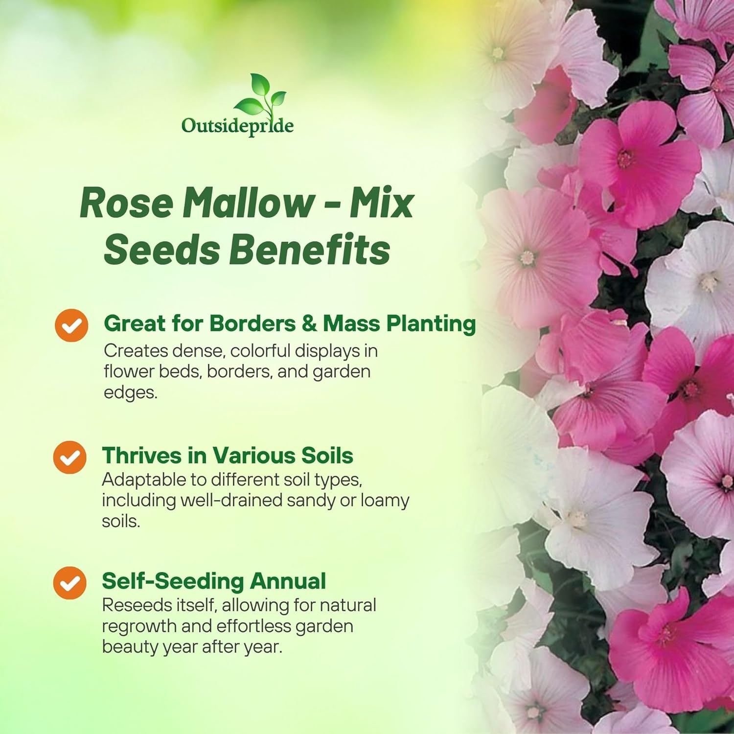 Rose Mallow Mix Flower Garden
