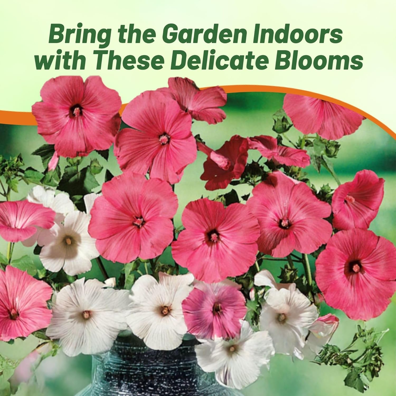 Annual Rose Mallow Mix Container Plant