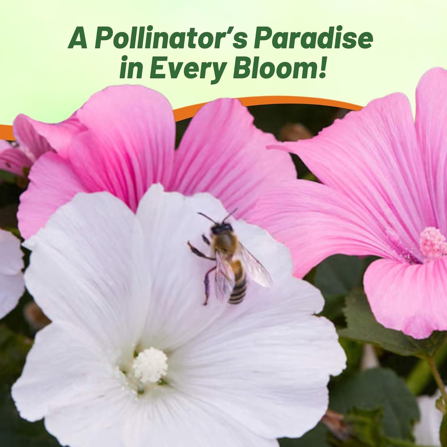 Rose Mallow Mix Pollinating Flowers