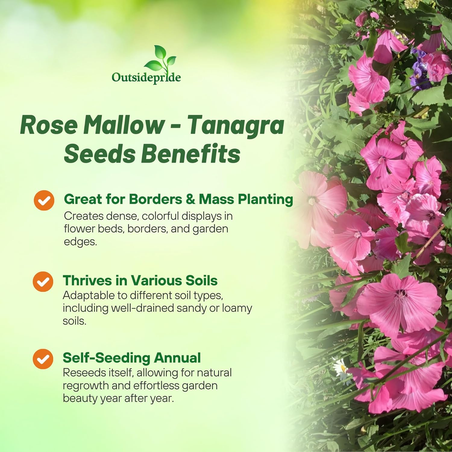 Rose Mallow Tanagra Flower Garden