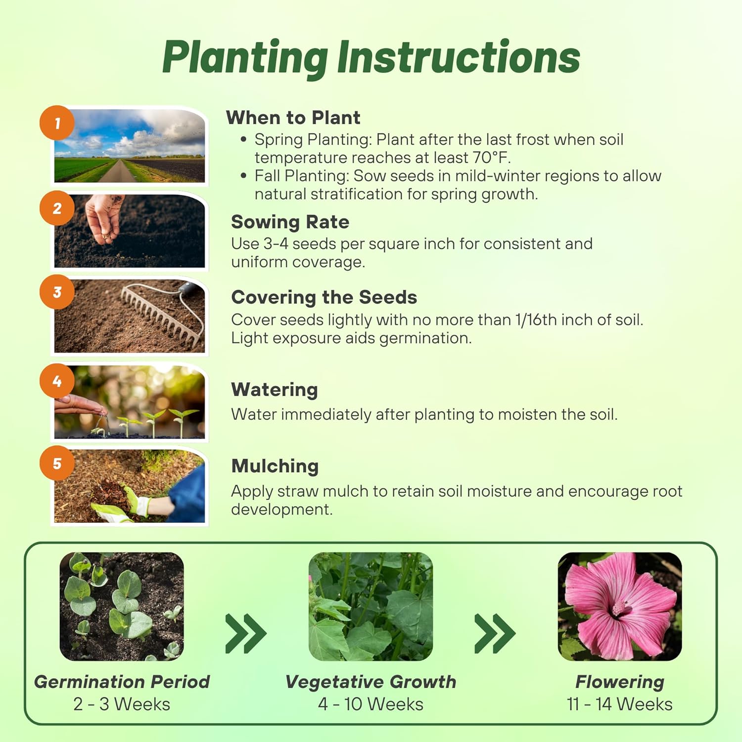 Rose Mallow Tanagra Flower Planting Directions