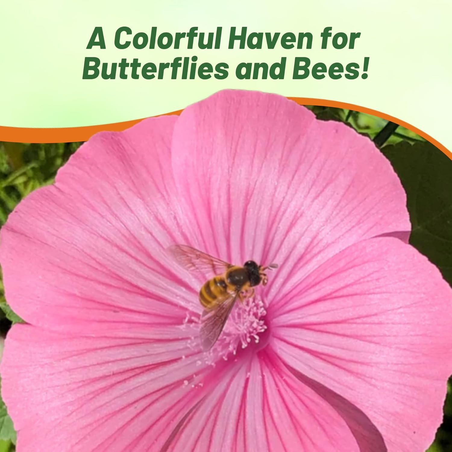 Rose Mallow Tanagra Pollinating Flowers