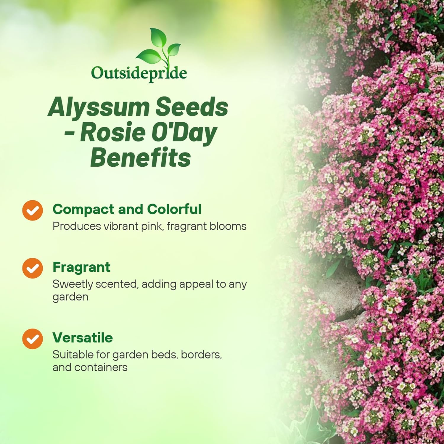 Alyssum Rosie O'Day Planting Directions