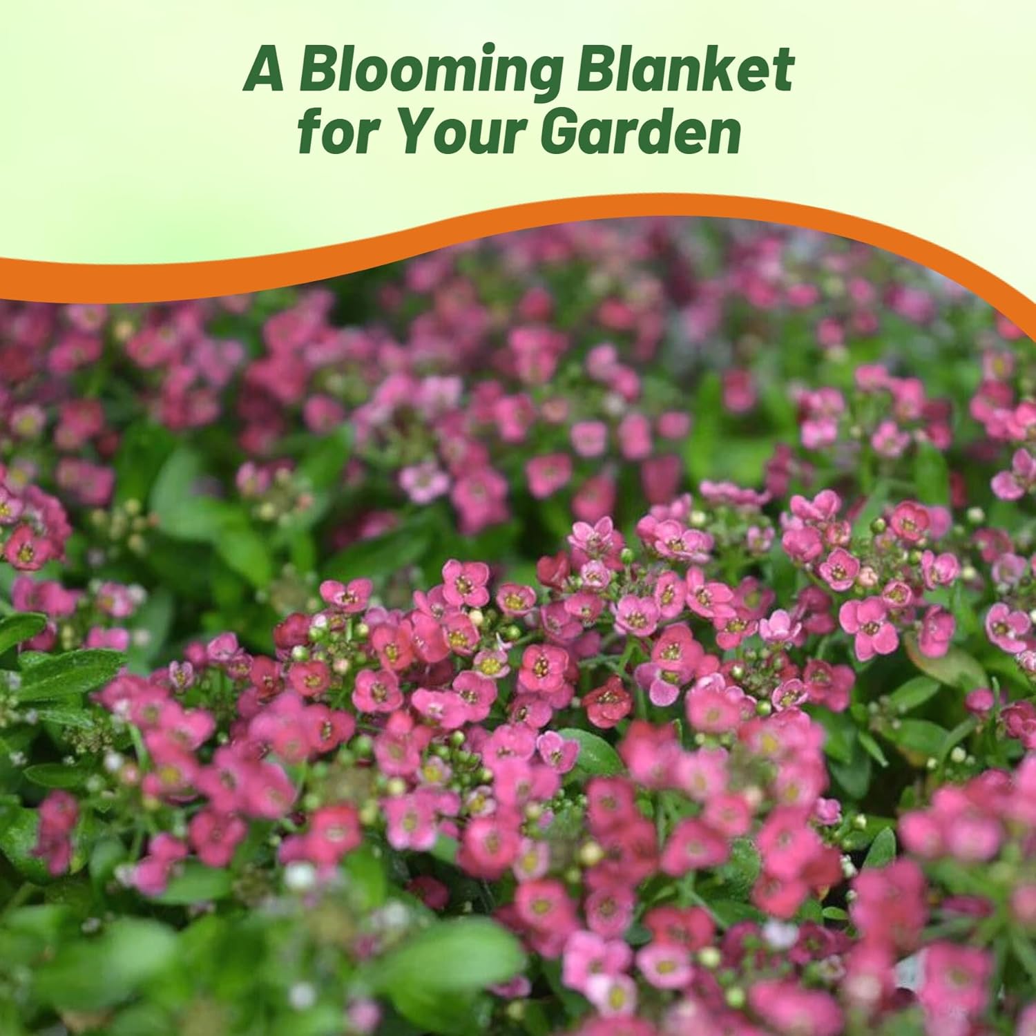Alyssum Rosie O'Day Ground Cover