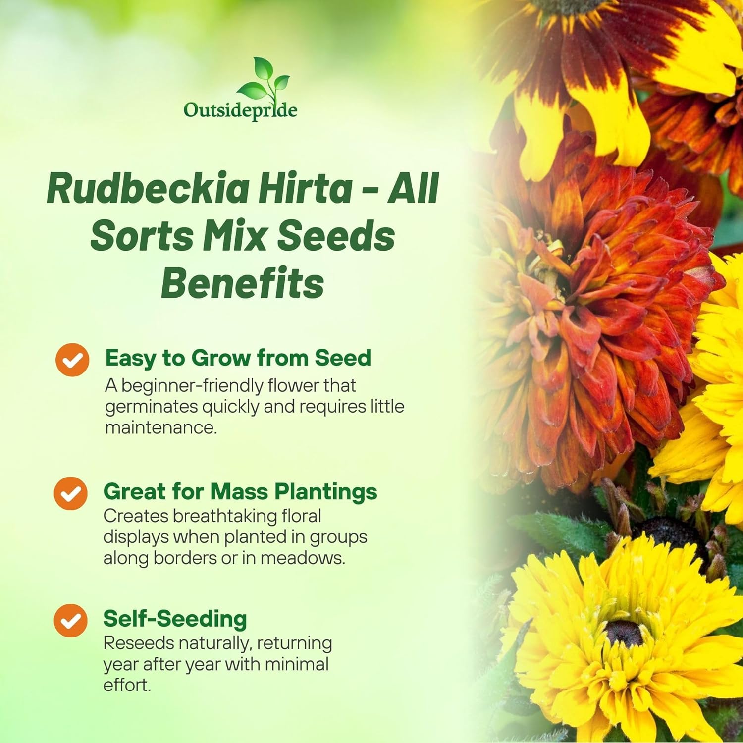 Rudbeckia Hirta All Sorts Flower Mix