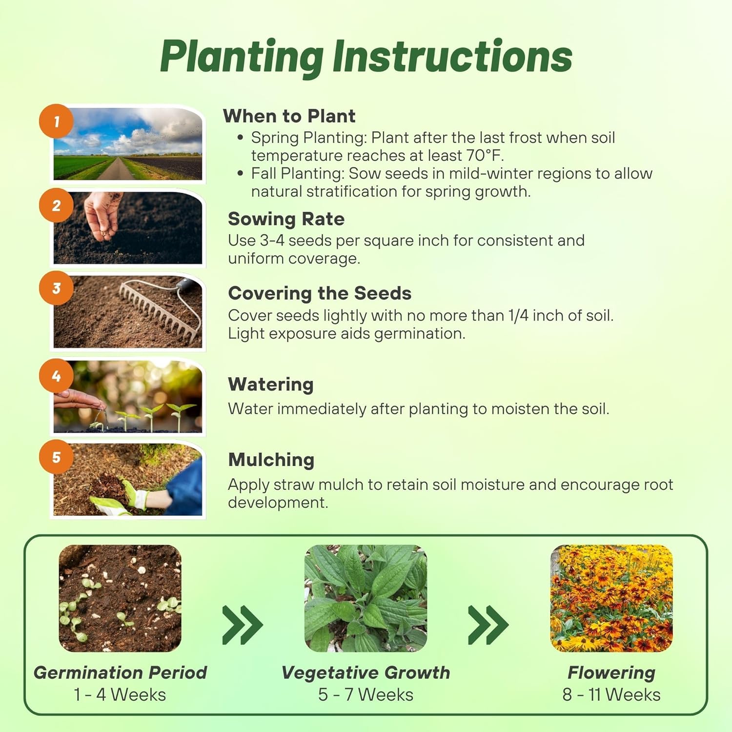 Rudbeckia Hirta All Sorts Planting Directions