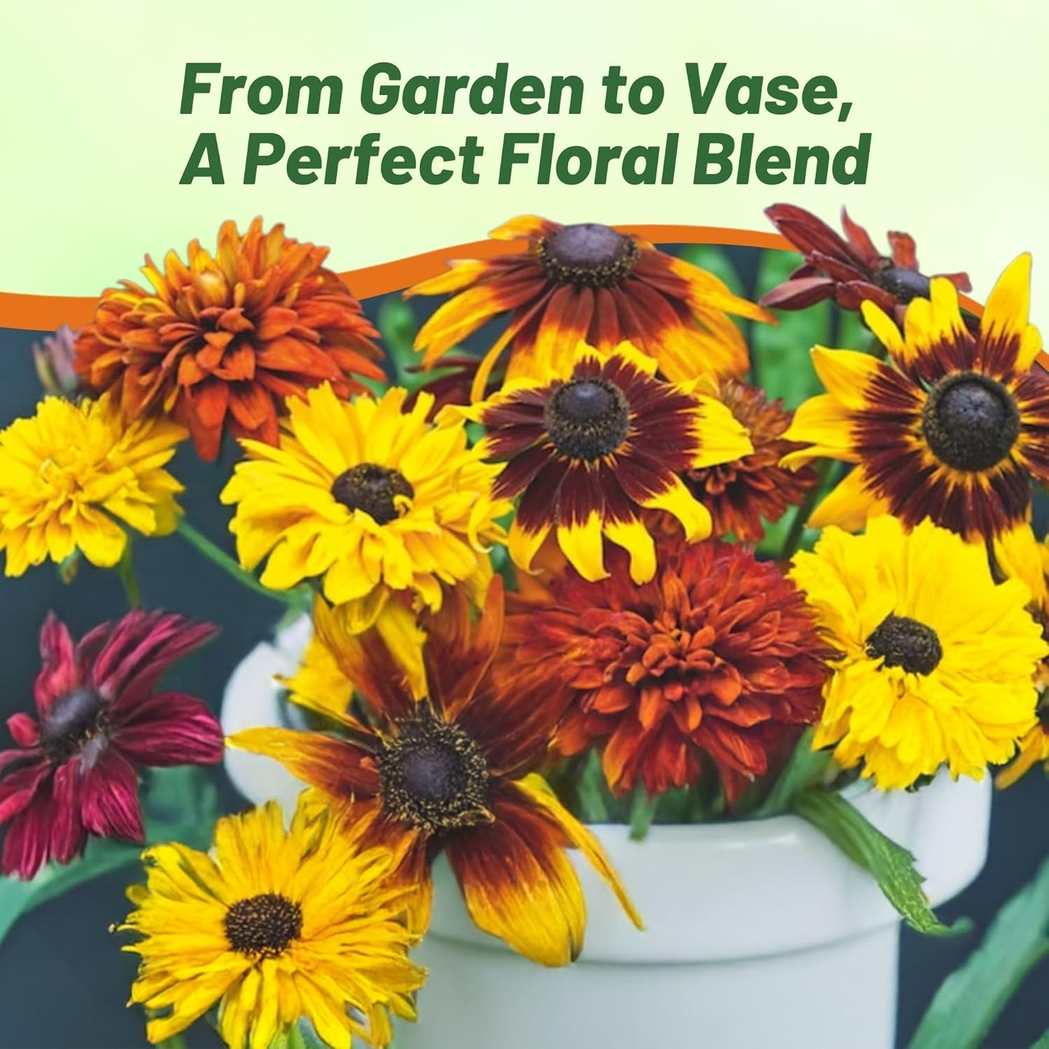 Rudbeckia Hirta All Sorts Flower Garden