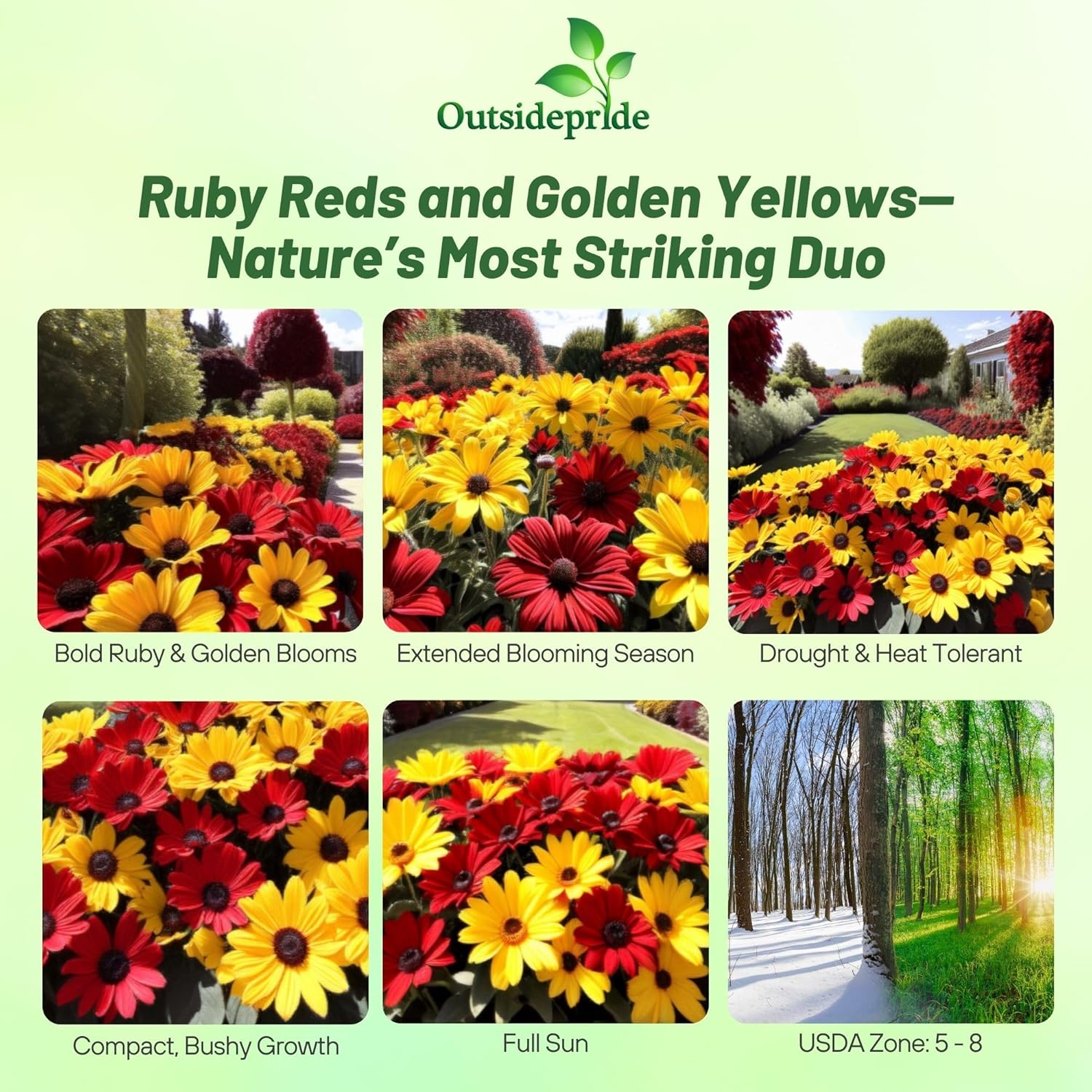Drought Tolerant Rudbeckia Ruby Golds