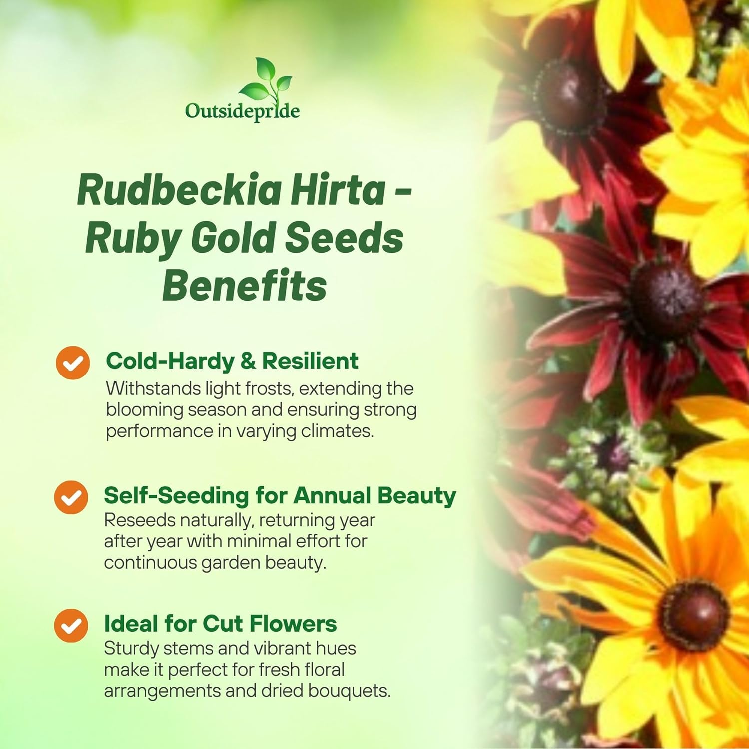 Rudbeckia Ruby Gold Cut Flowers