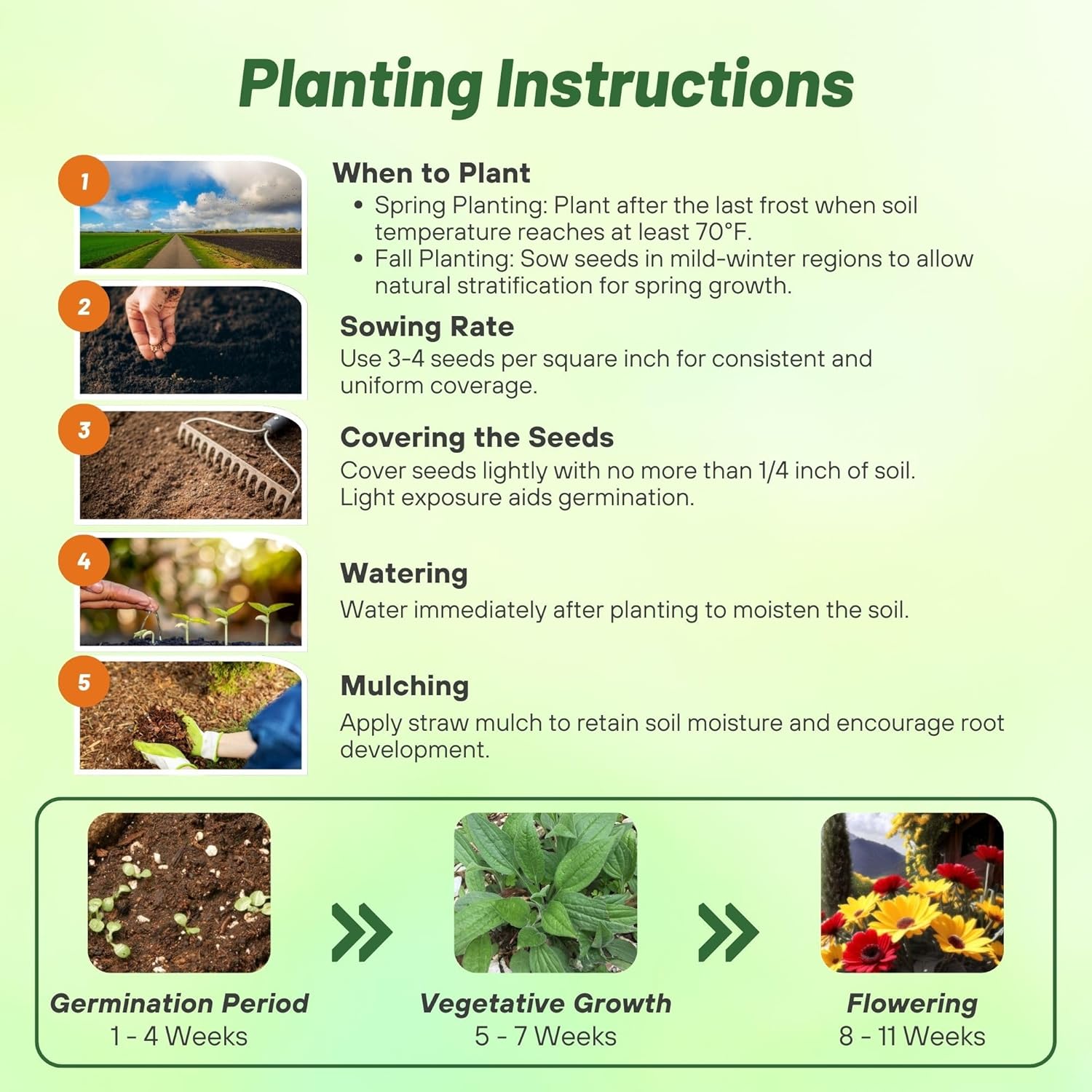 Rudbeckia Ruby Gold Planting Directions