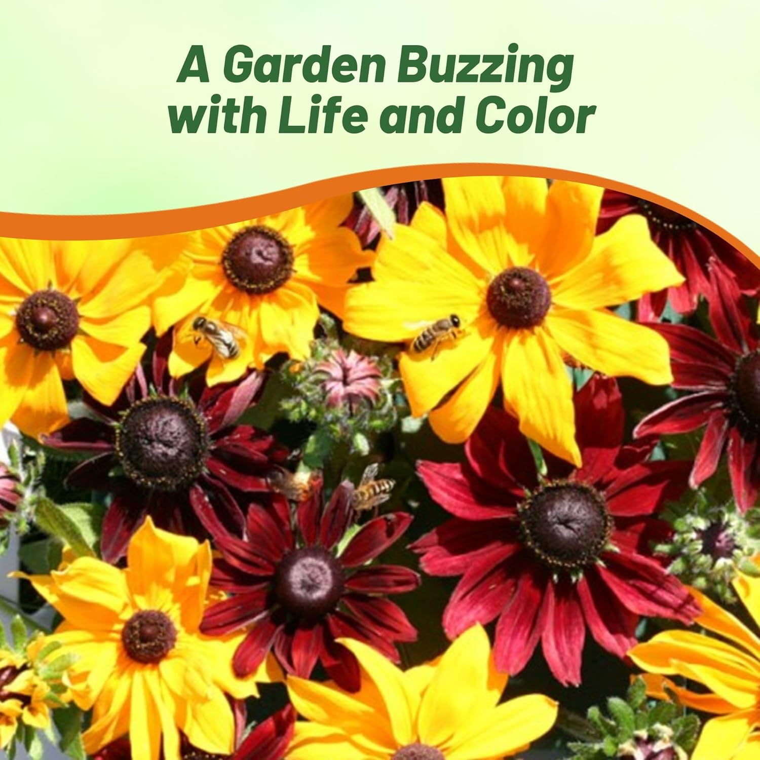 Rudbeckia Hirta Ruby Gold Flower Garden