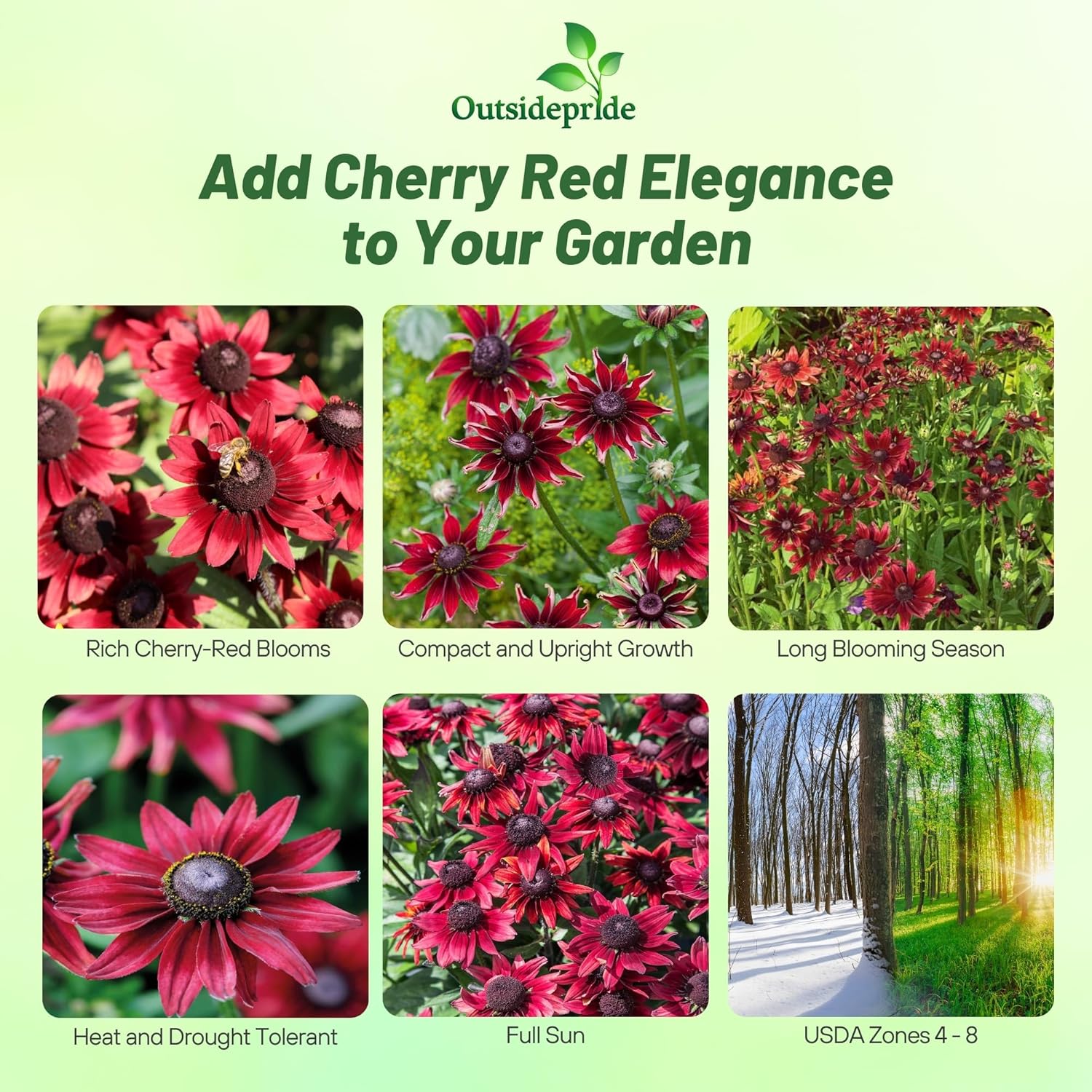Rudbeckia Cherry Brandy Seeds
