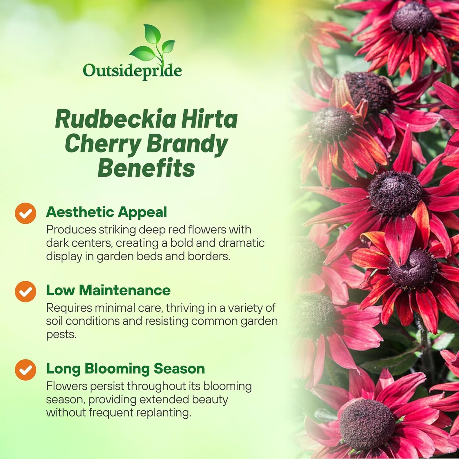 Rudbeckia Cherry Brandy Drought Tolernat
