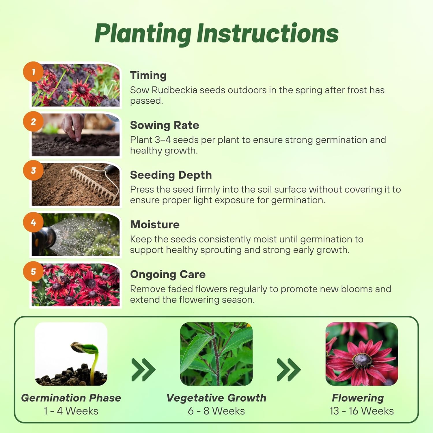 Rudbeckia Cherry Brandy Planting Directions