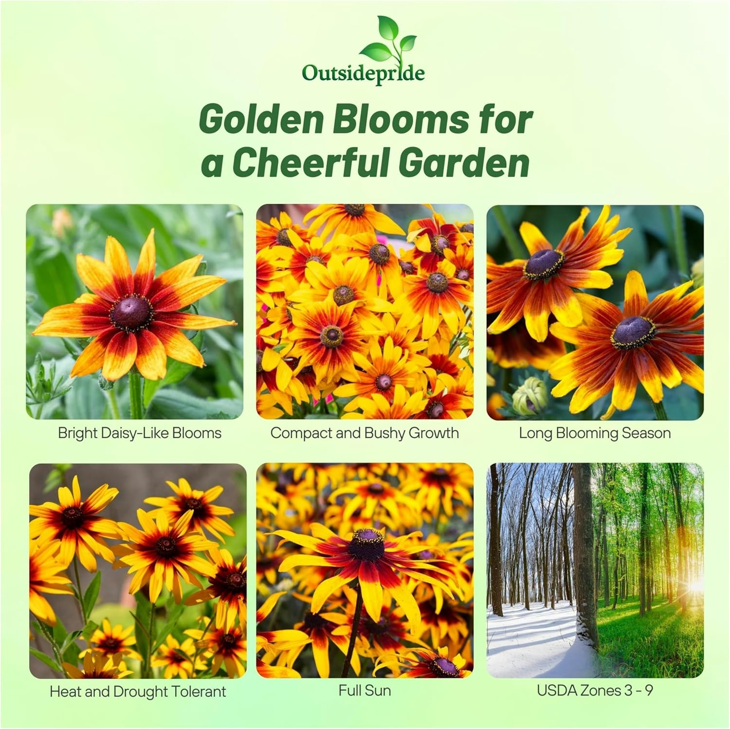 Rudbeckia Hirta Autumn Forest Garden Flowers