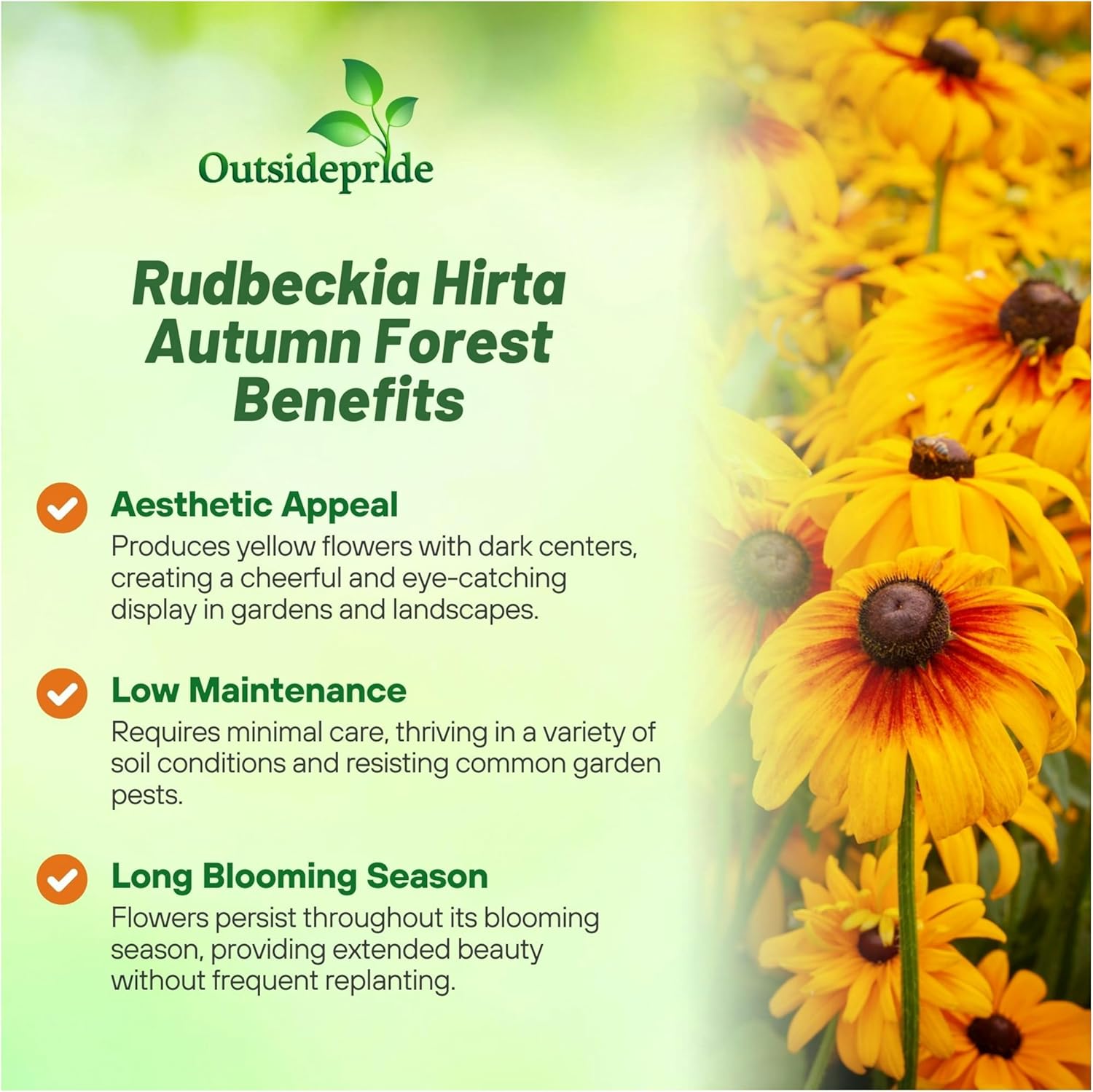 Rudbeckia Hirta Autumn Forest Cut Flowers