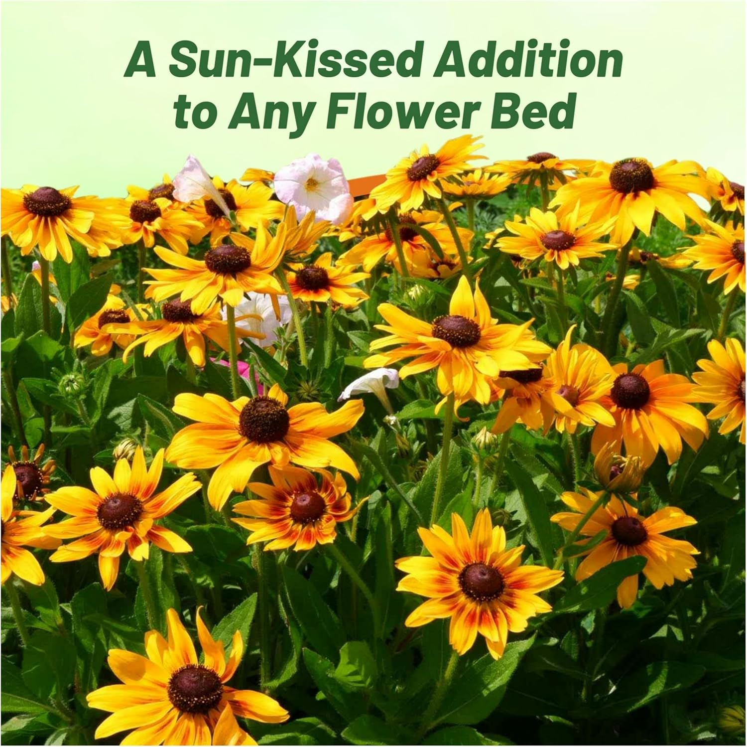 Perennial Rudbeckia Autumn Forest Flowers