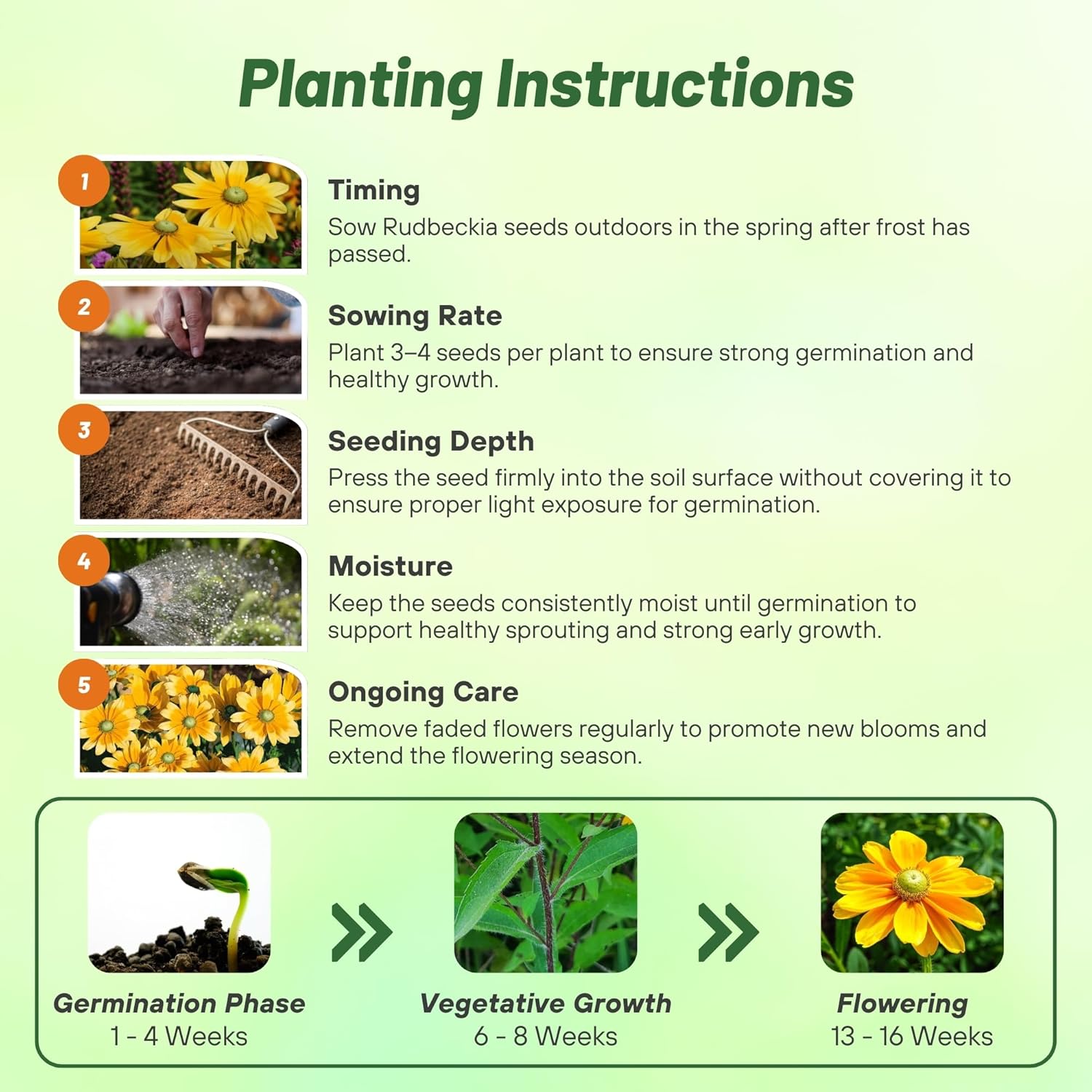 Rudbeckia Hirta Green Eyes Planting Directions