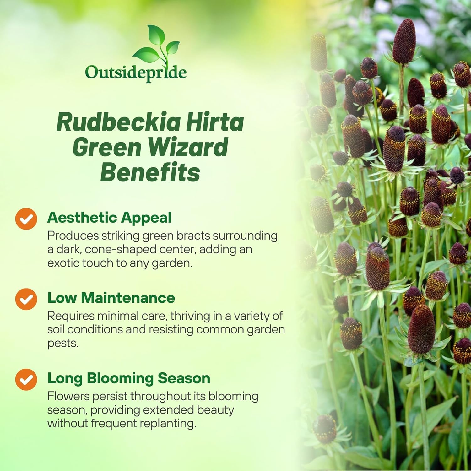 Rudbeckia Green Flower Seeds