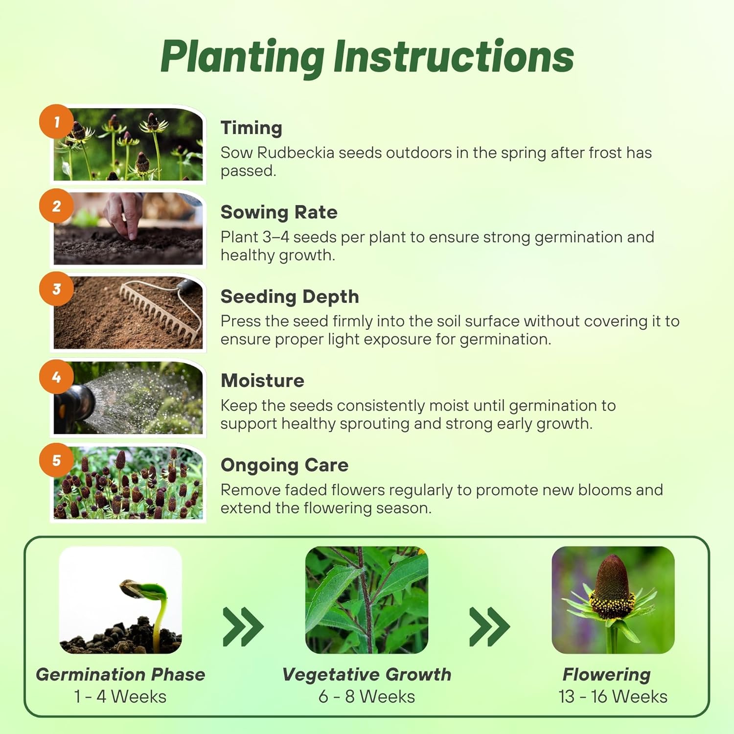 Rudbeckia Green Wizard Planting Directions