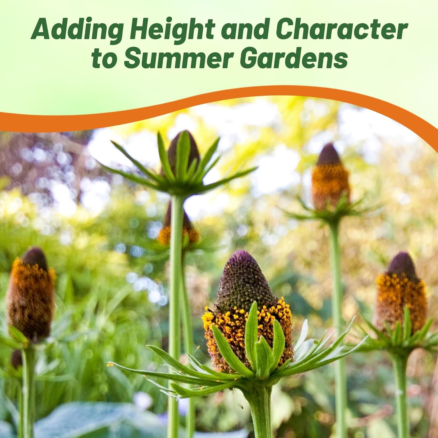 Rudbeckia Green Wizard Flower Seeds