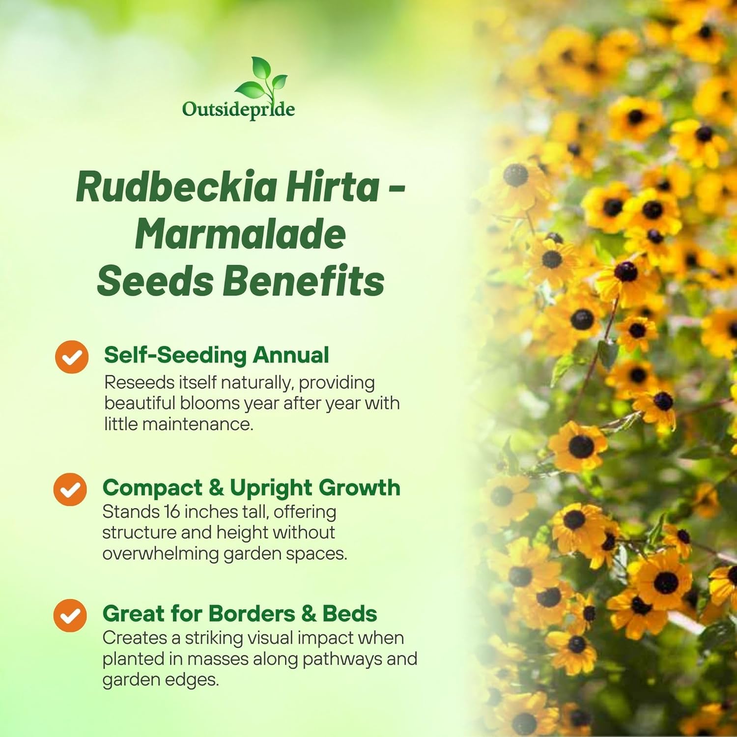 Rudbeckia Marmalade Orange Flowers